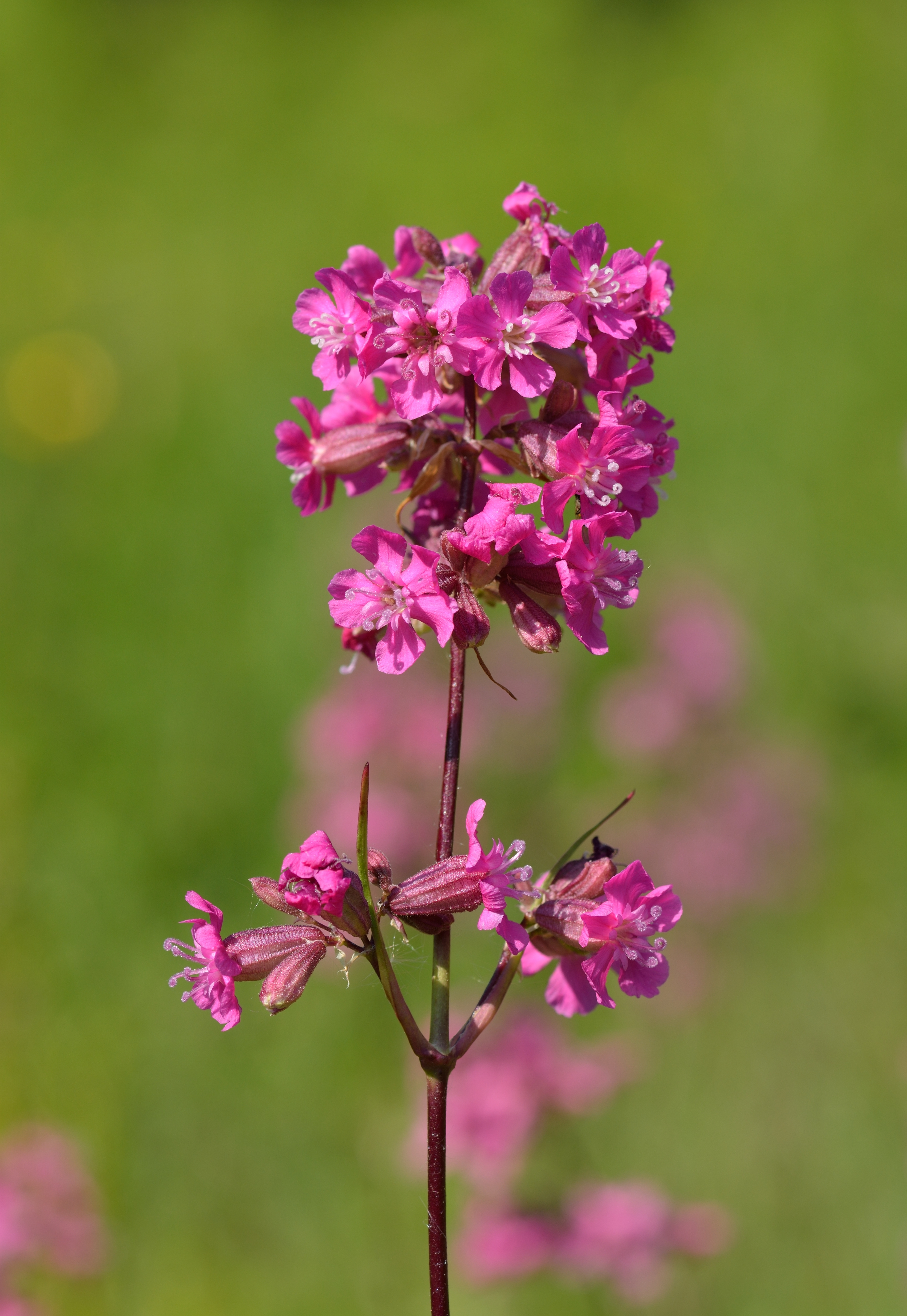 Harilik tõrvalill Lychnis viscaria