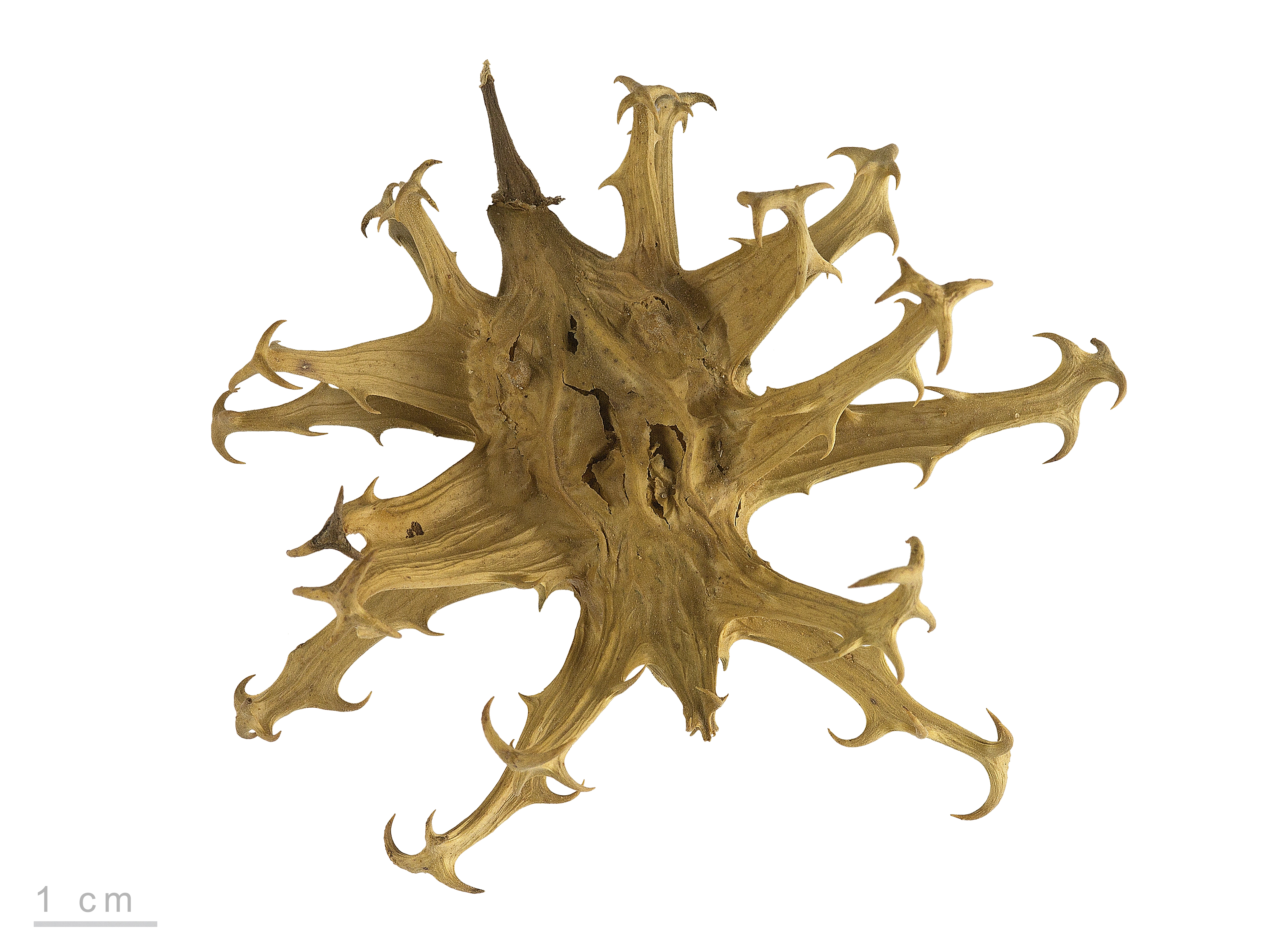 Harpagophytum procumbens MHNT.BOT.2005.0.1243