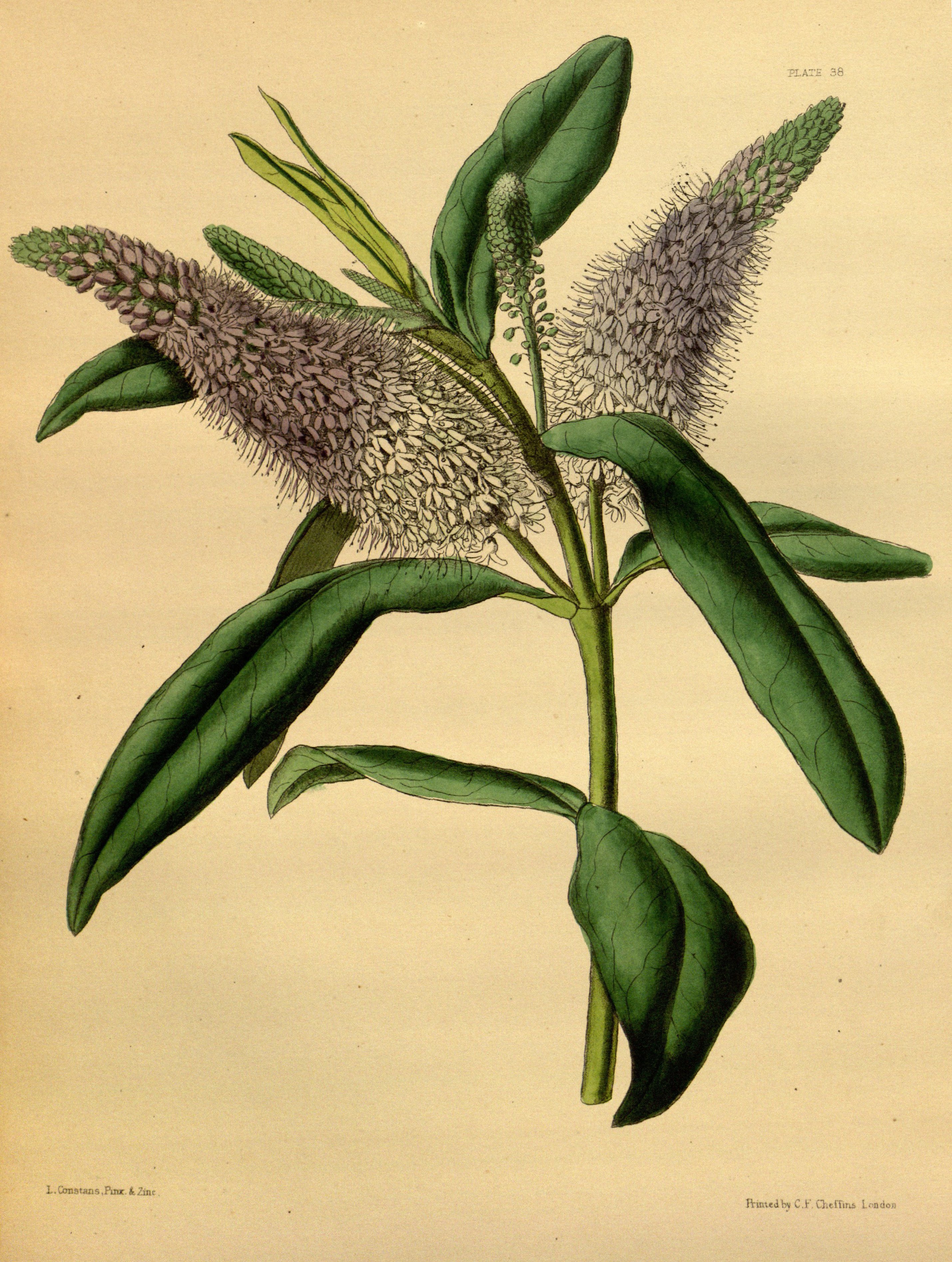 Hebe × andersonii Paxton 038