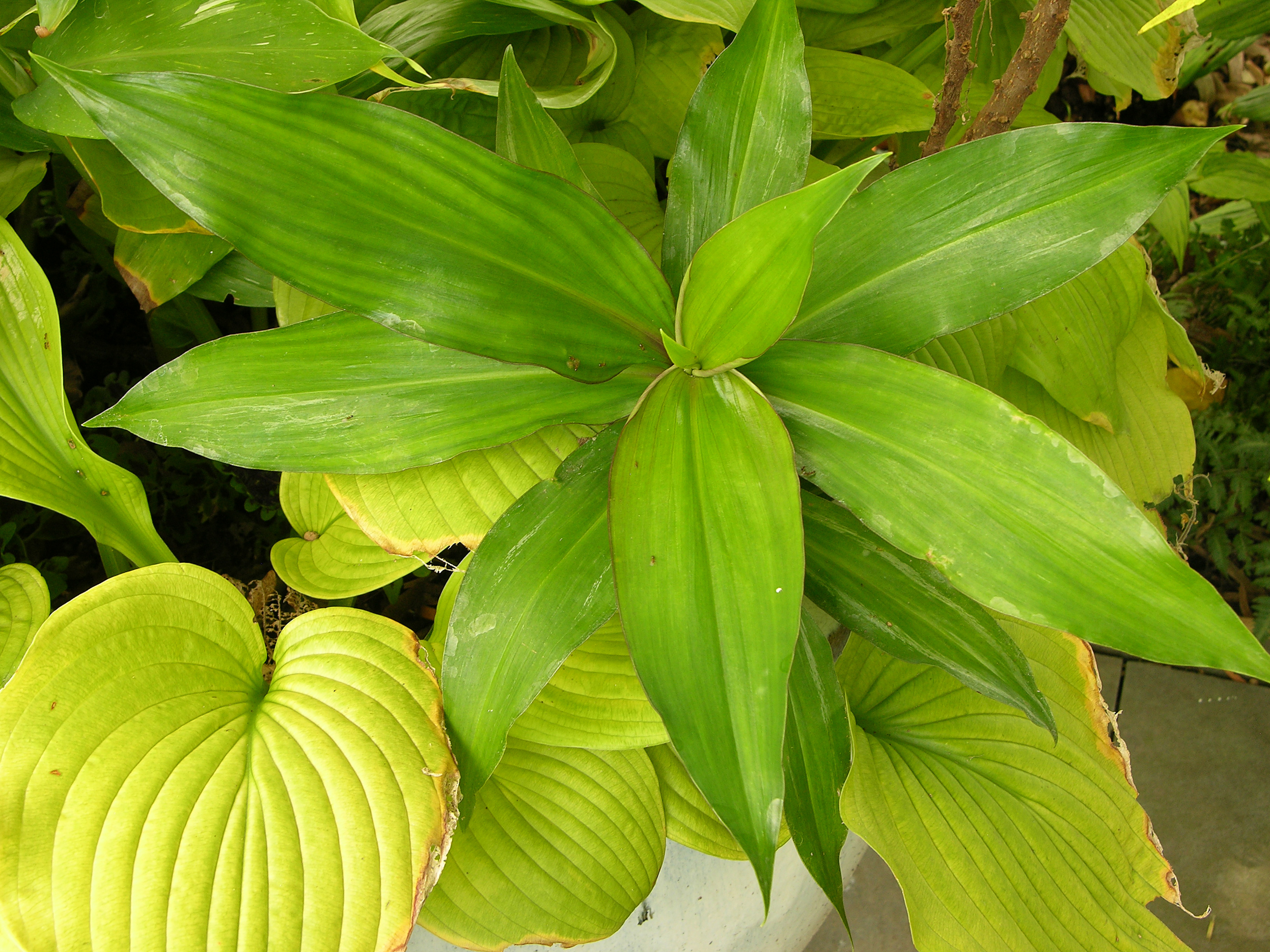 Hedychium 'Dr. Moy' Leaf Cluster 3264px
