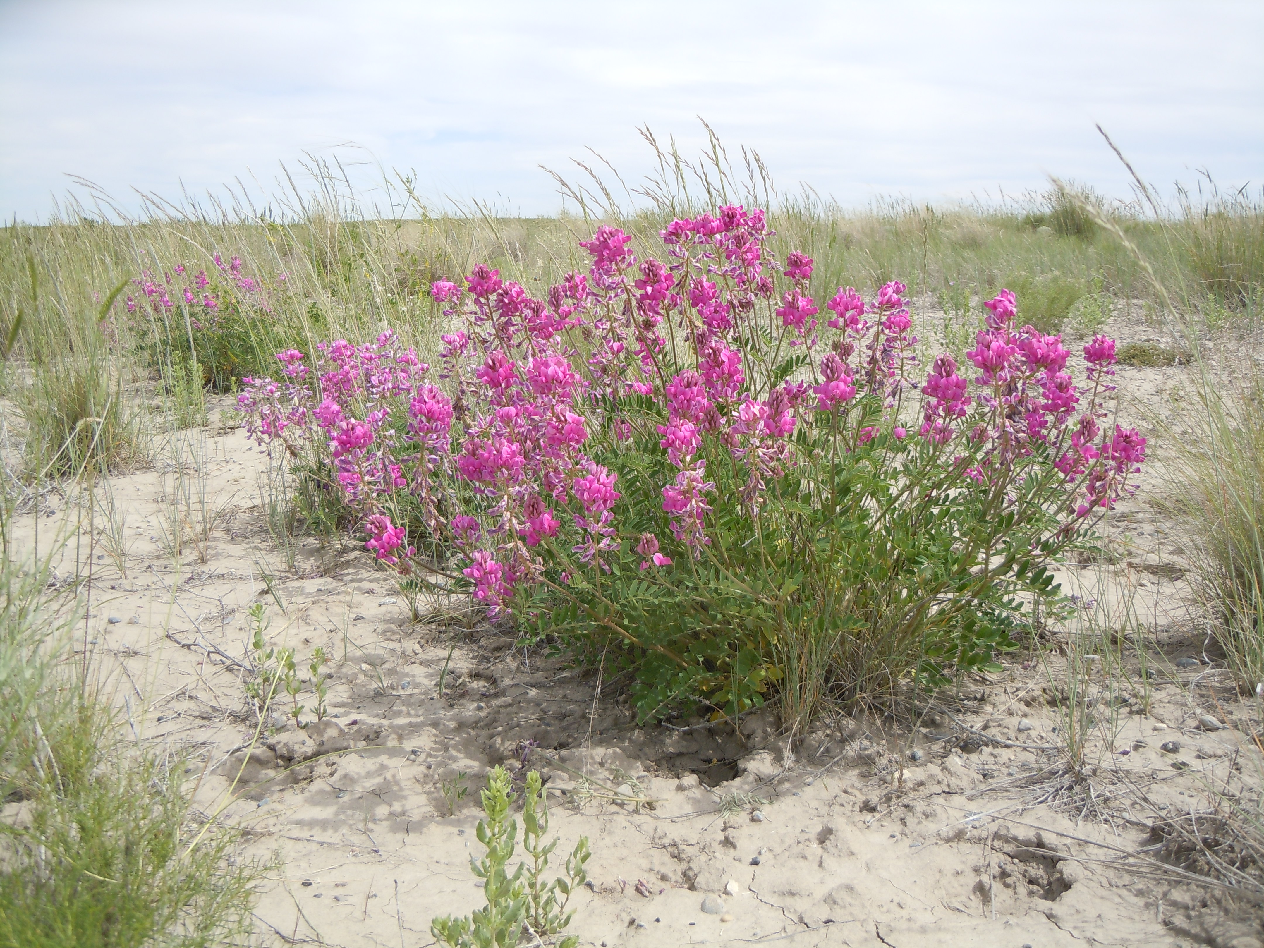 Hedysarum boreale (5143724641)