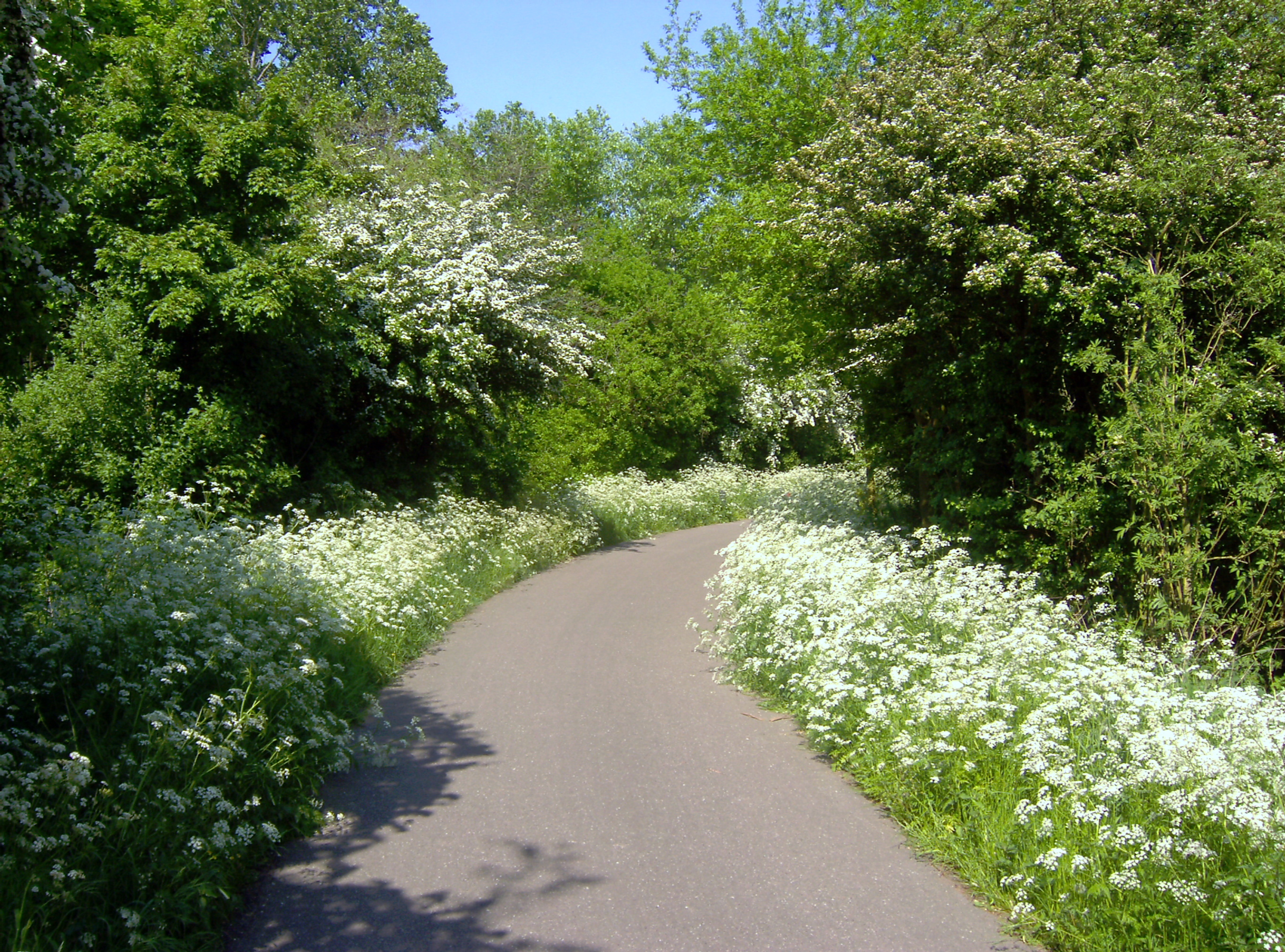 Heinis, bloeiend fluitenkruid en meidoorn- flowering wild chervil and hawthorn - panoramio