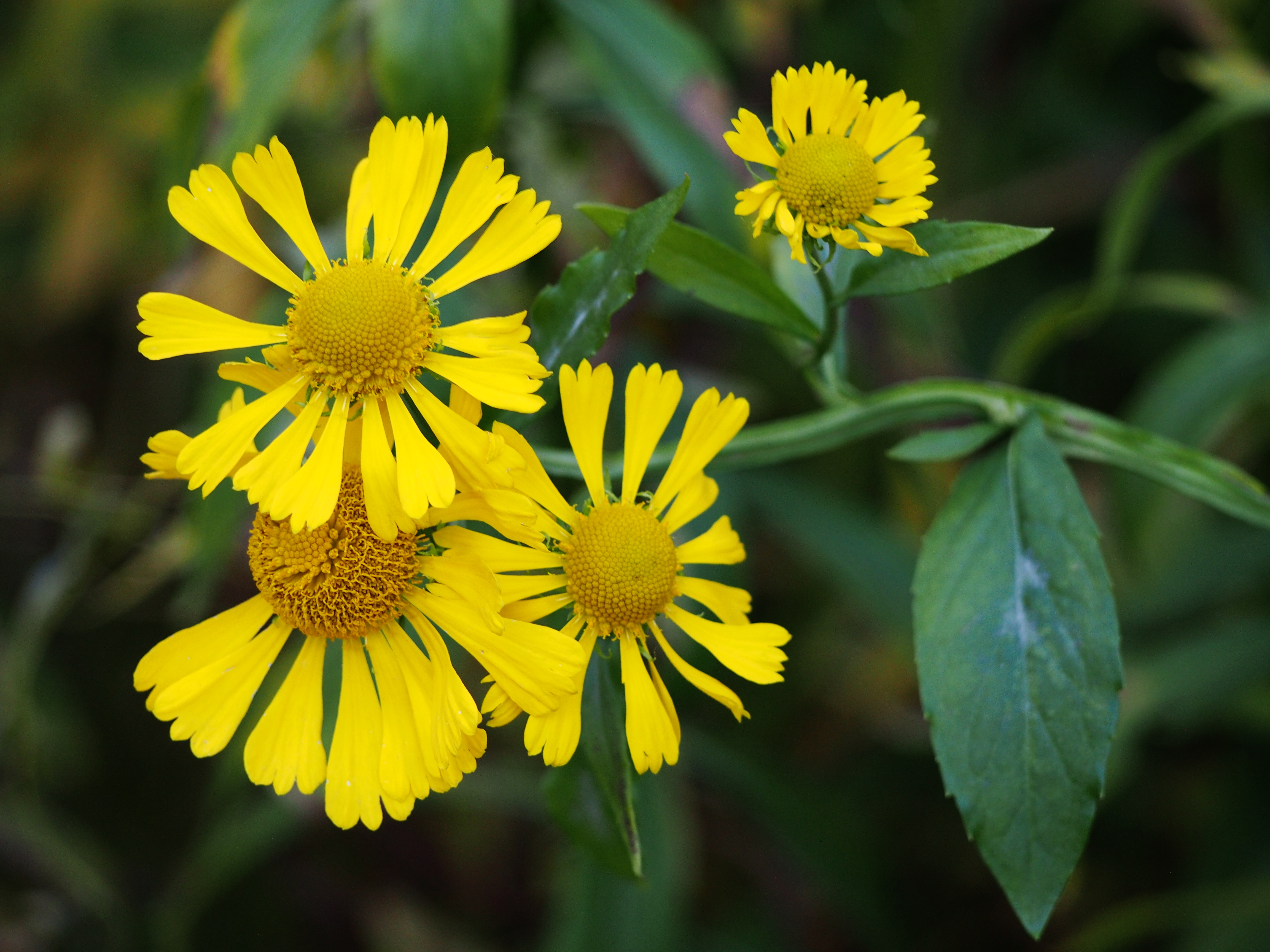 Helenium autumnale 2017-10-15 05