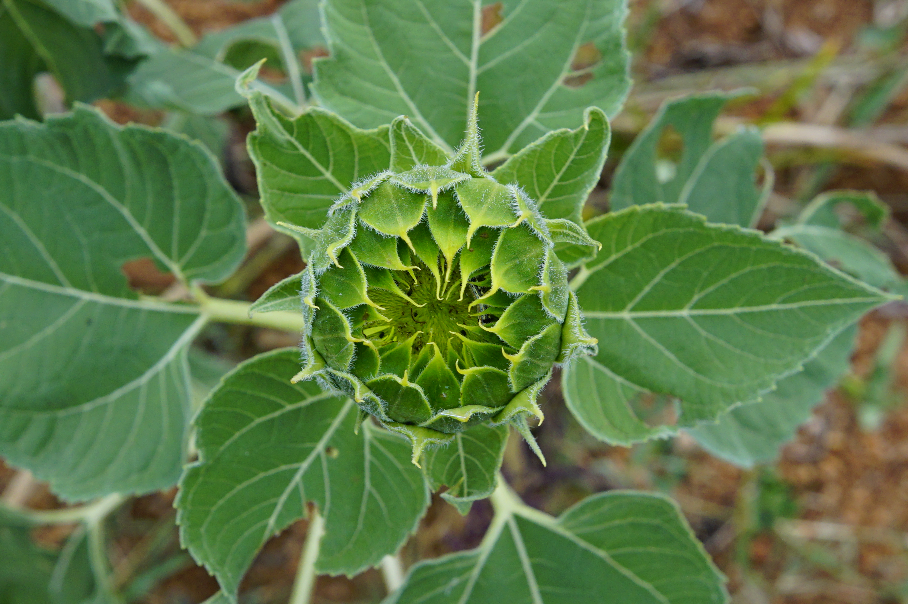 Helianthus annuus 9984