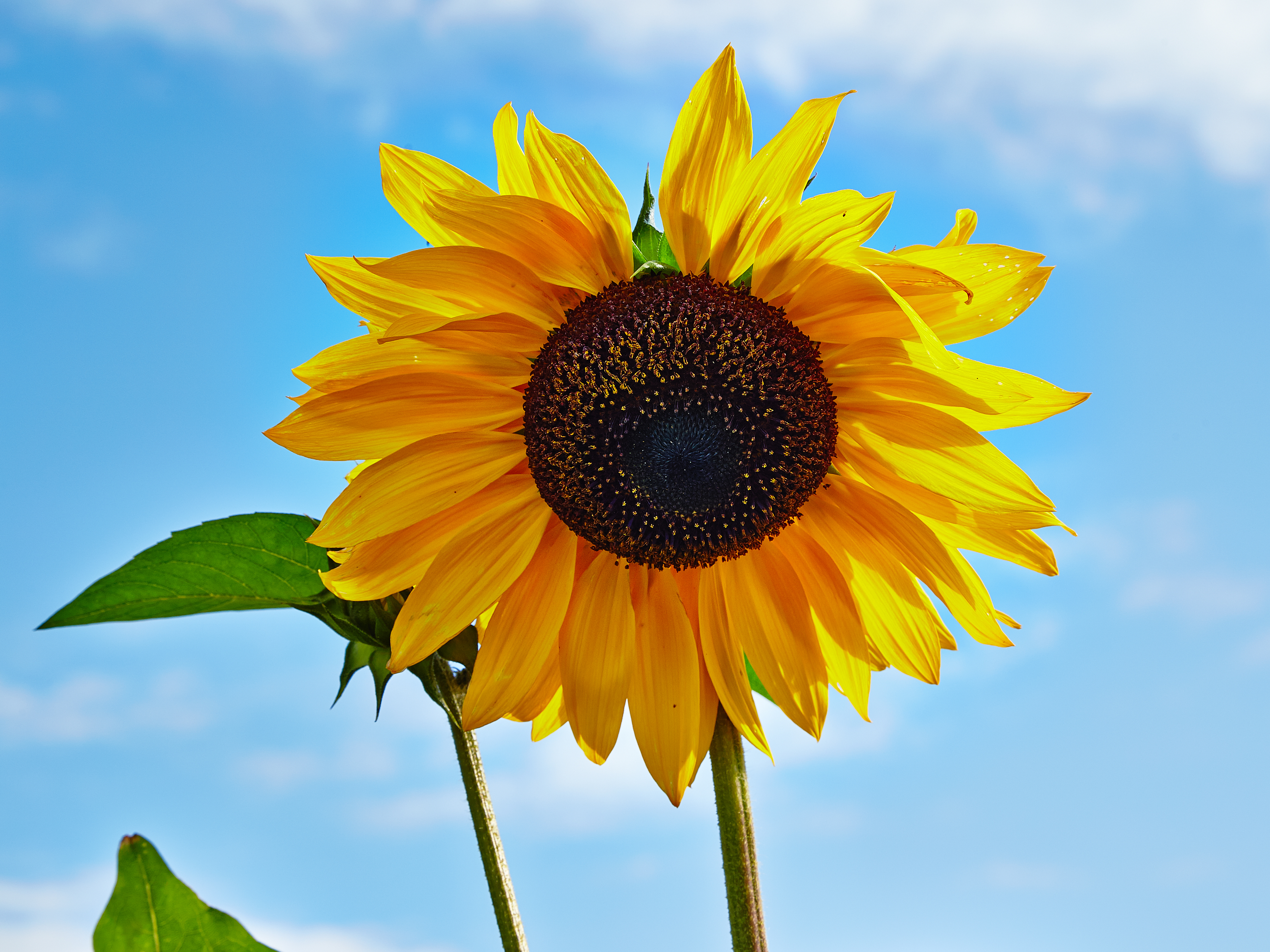 Helianthus annuus-IMG 9291