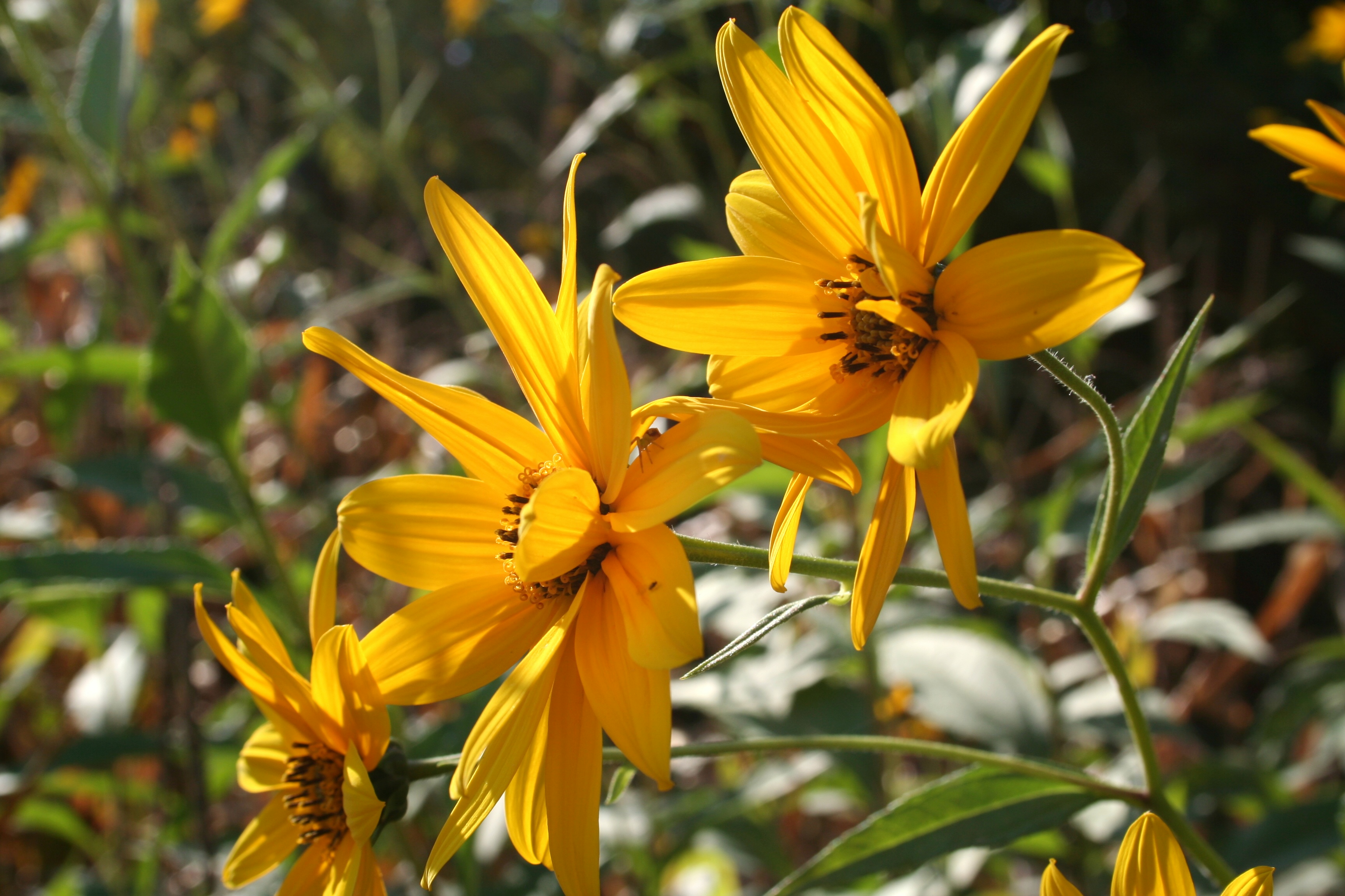 Helianthus tuberosus ENBLA04