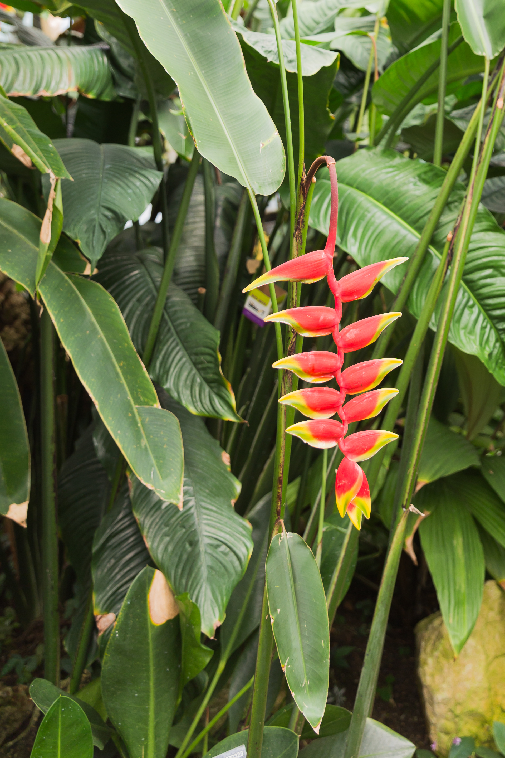 Heliconia Rostrata - 72