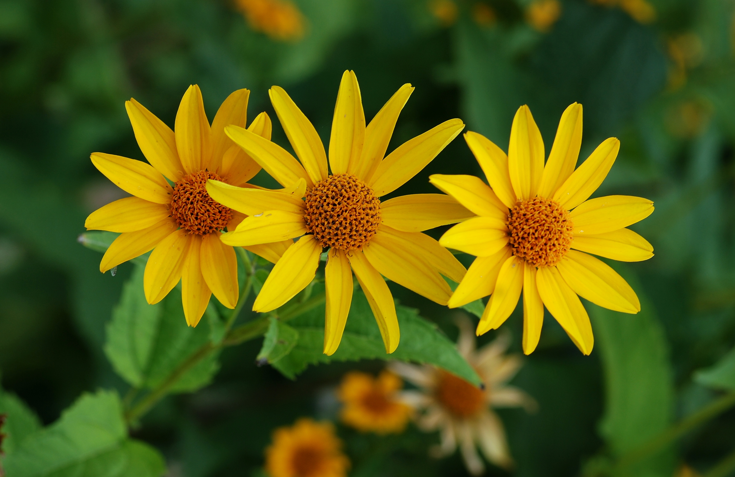 Heliopsis July 2011-2