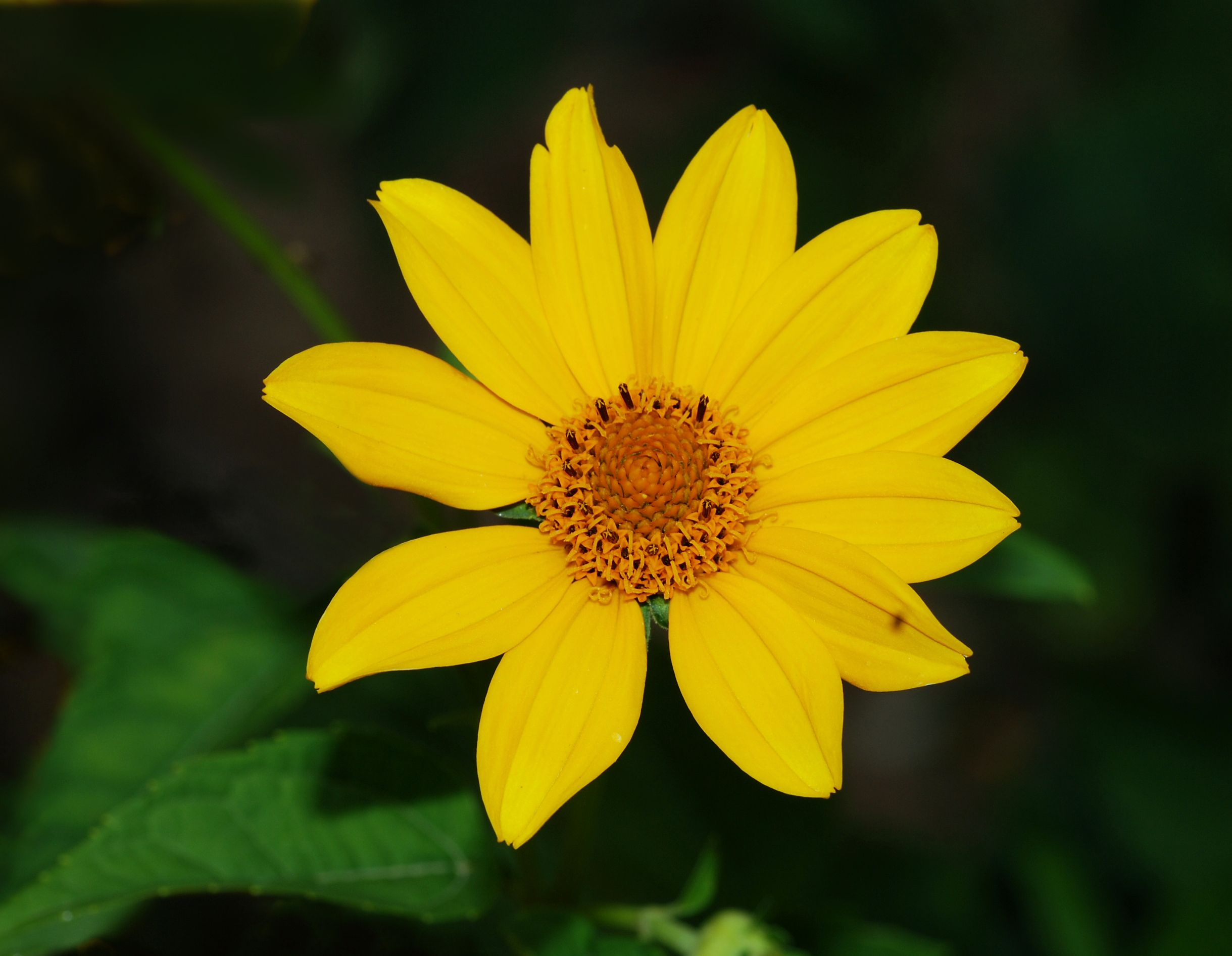 Heliopsis July 2011-3