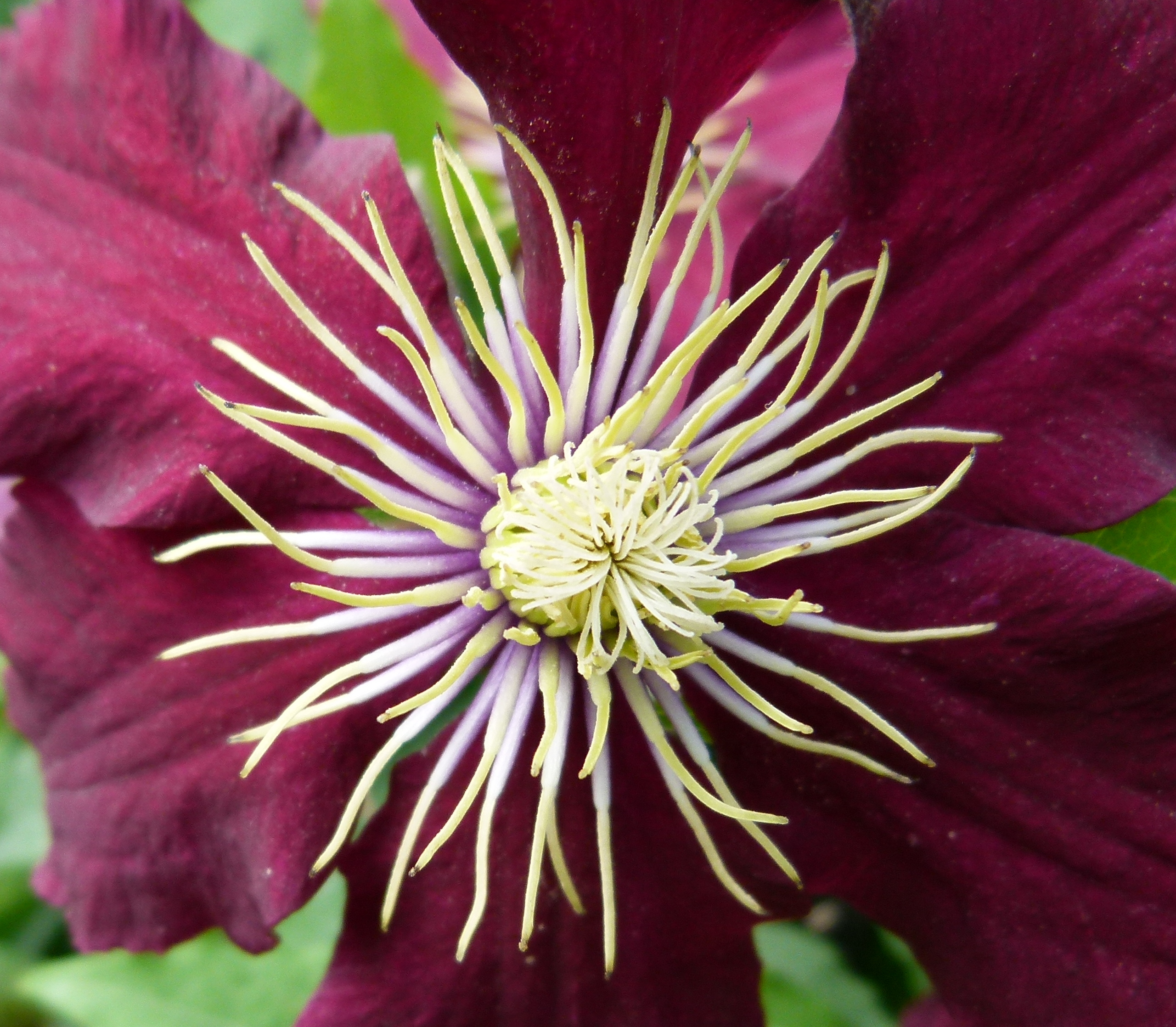 Helleborus 2