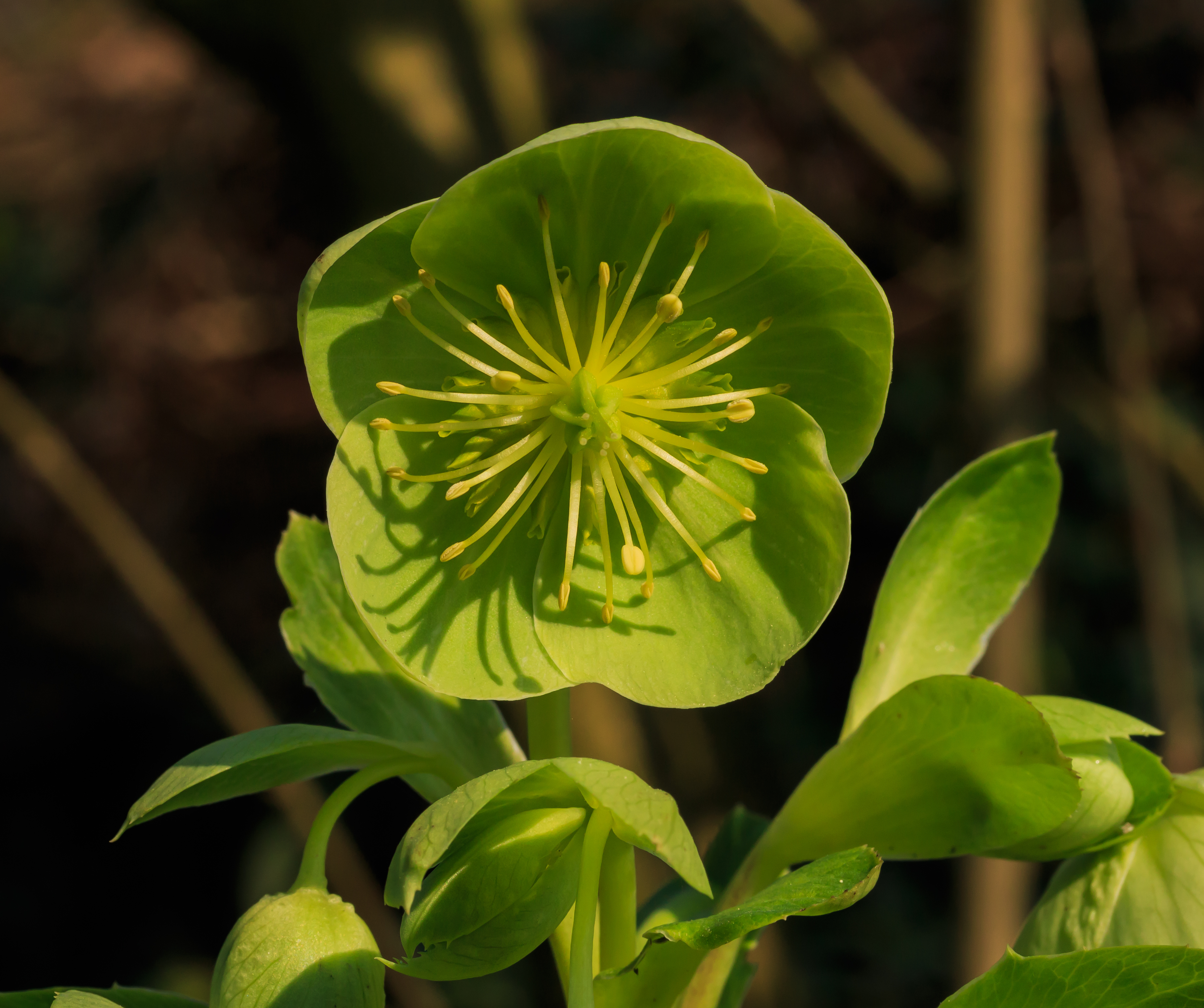Helleborus argutifolius Locatie, Tuinreservaat Jonker vallei