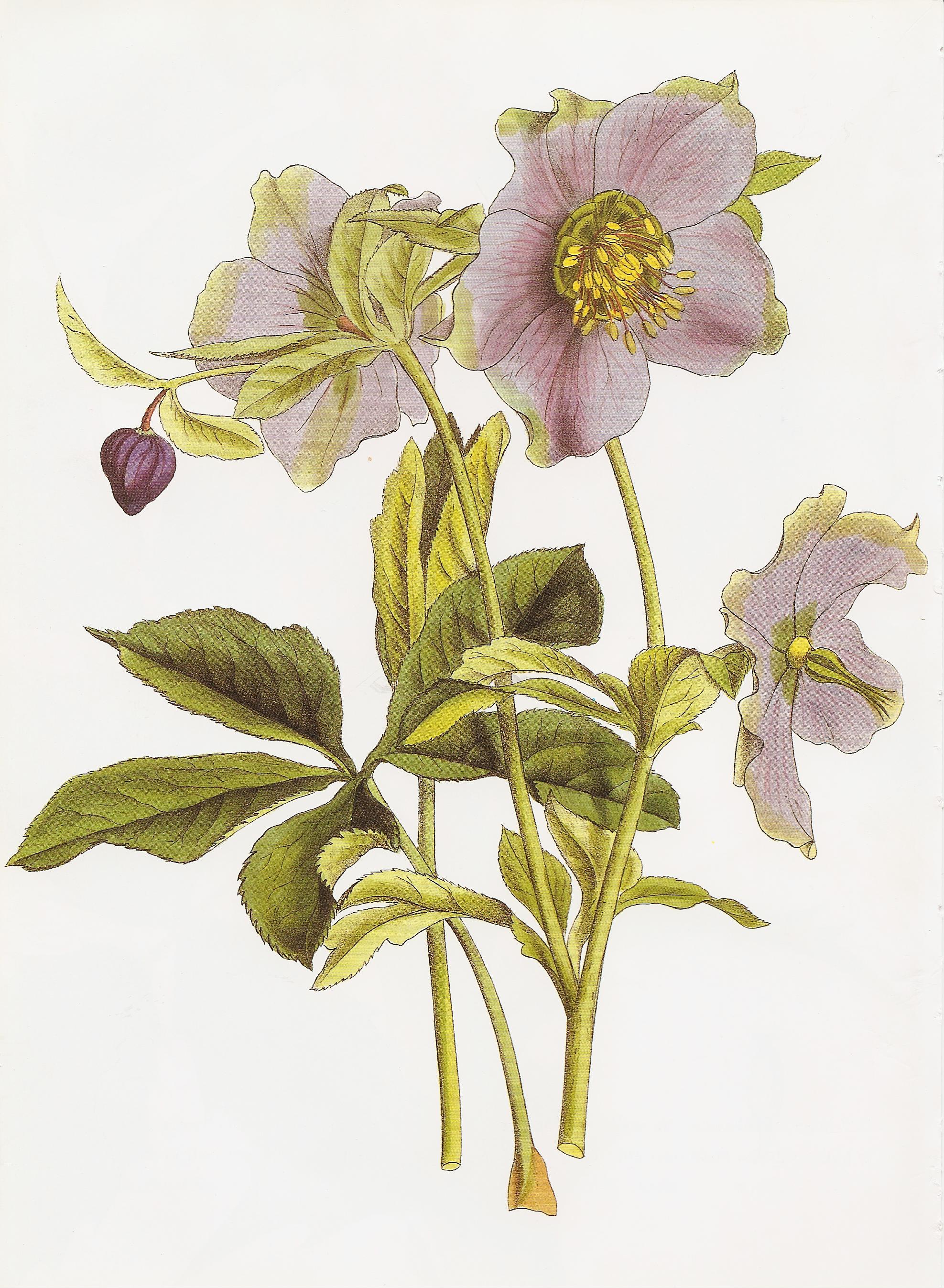 Helleborus atrorubens RHS