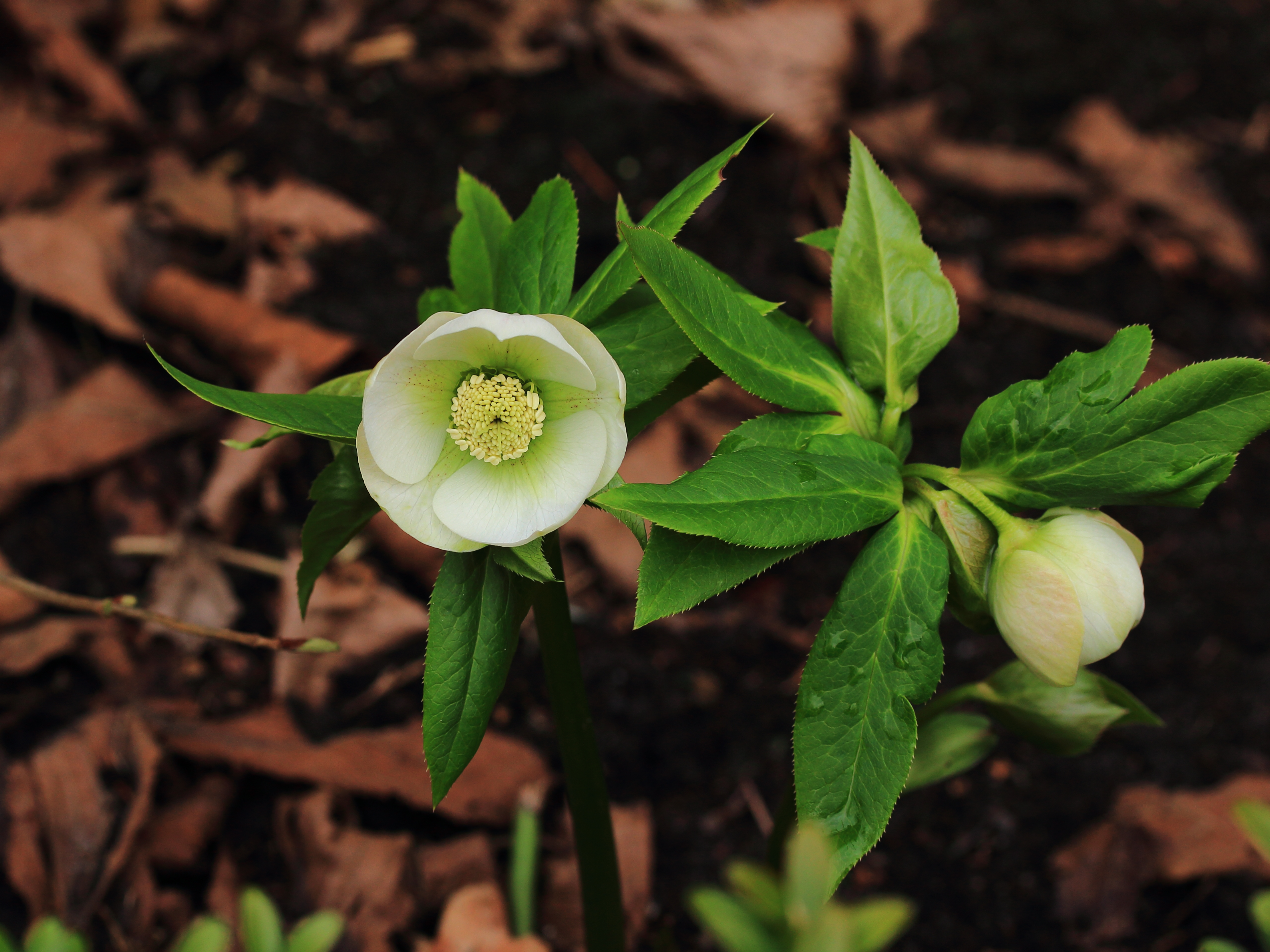 Helleborus orientalis. Bijna witte zaailing 01