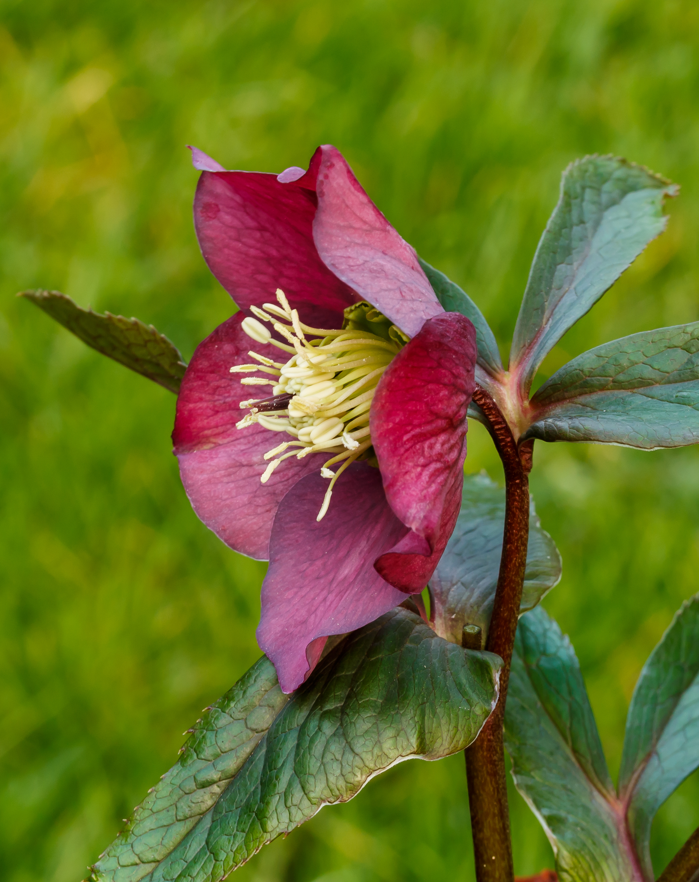 Helleborus orientalis zaailing. Locatie, Tuinreservaat Jonker vallei 03