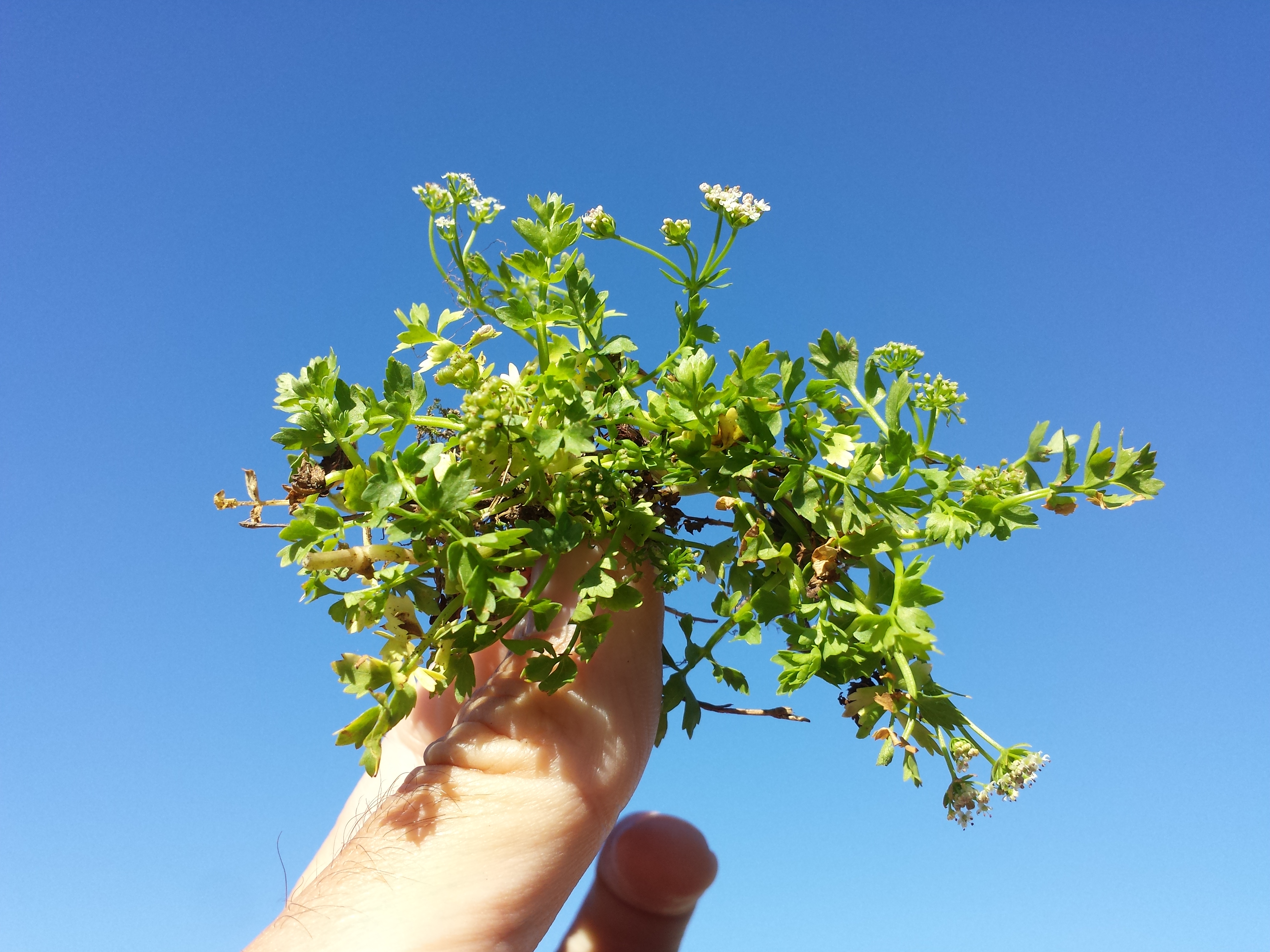 Helosciadium repens sl38