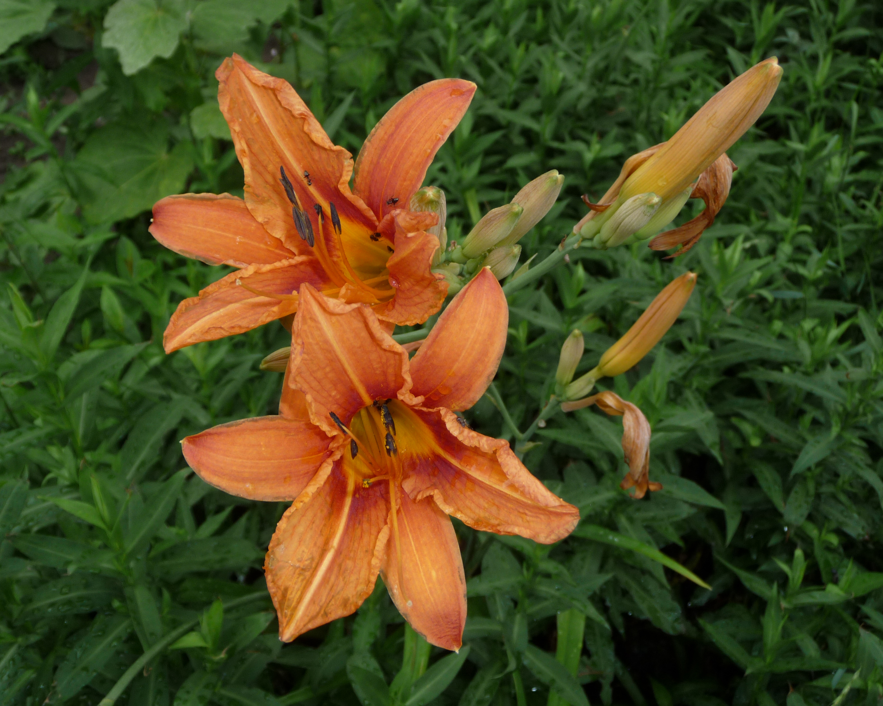 Hemerocallis fulva 2009 G2