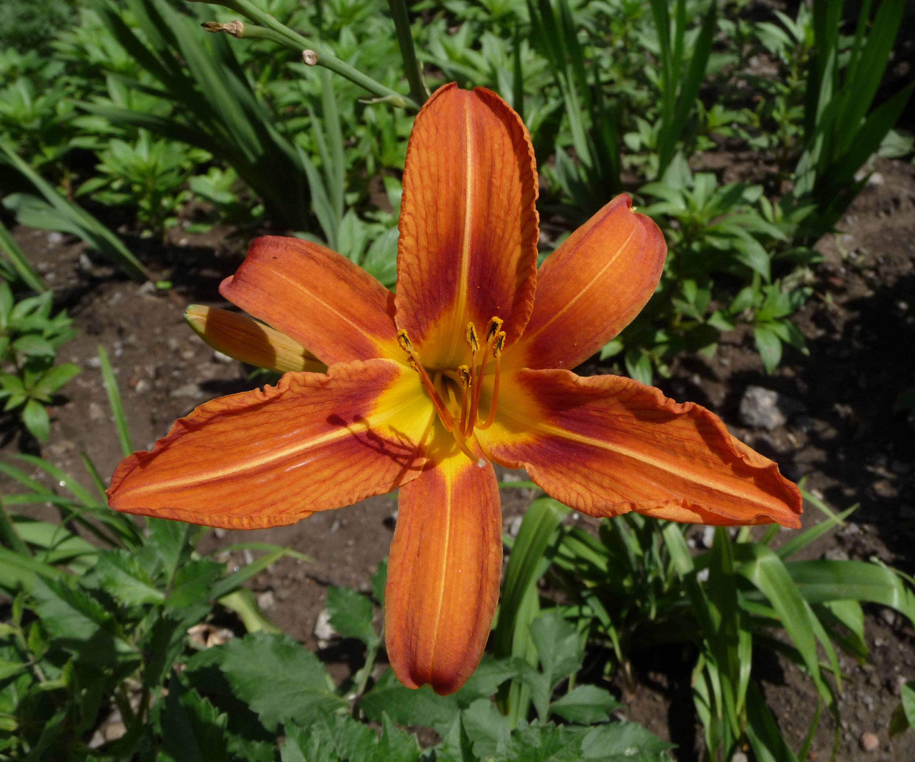 Hemerocallis fulva 2009 G3