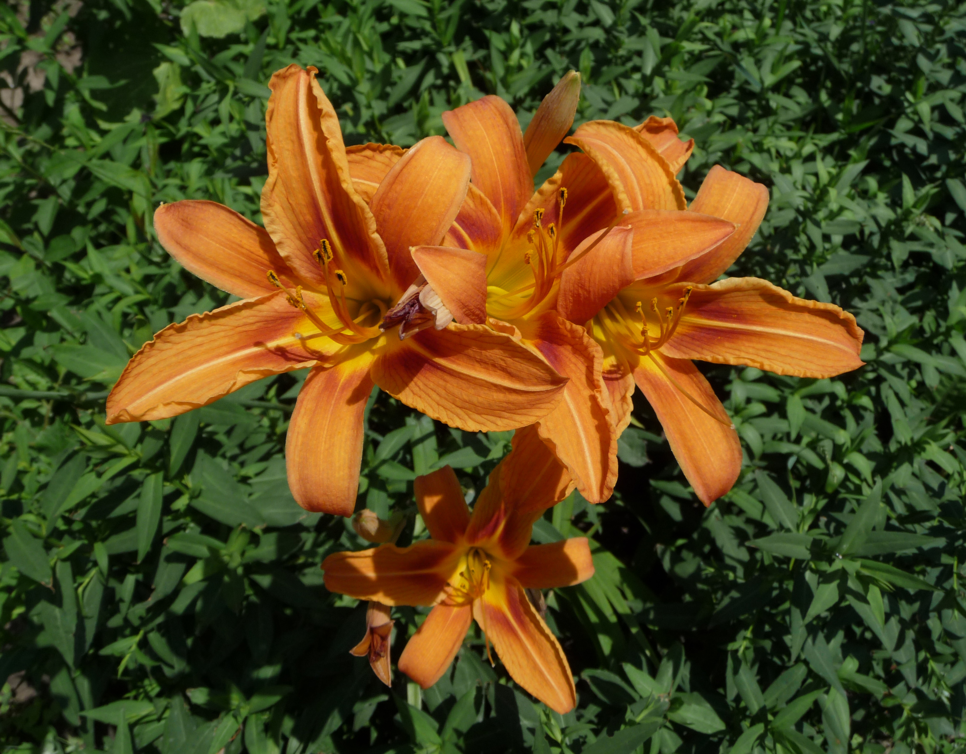 Hemerocallis fulva 2009 G4
