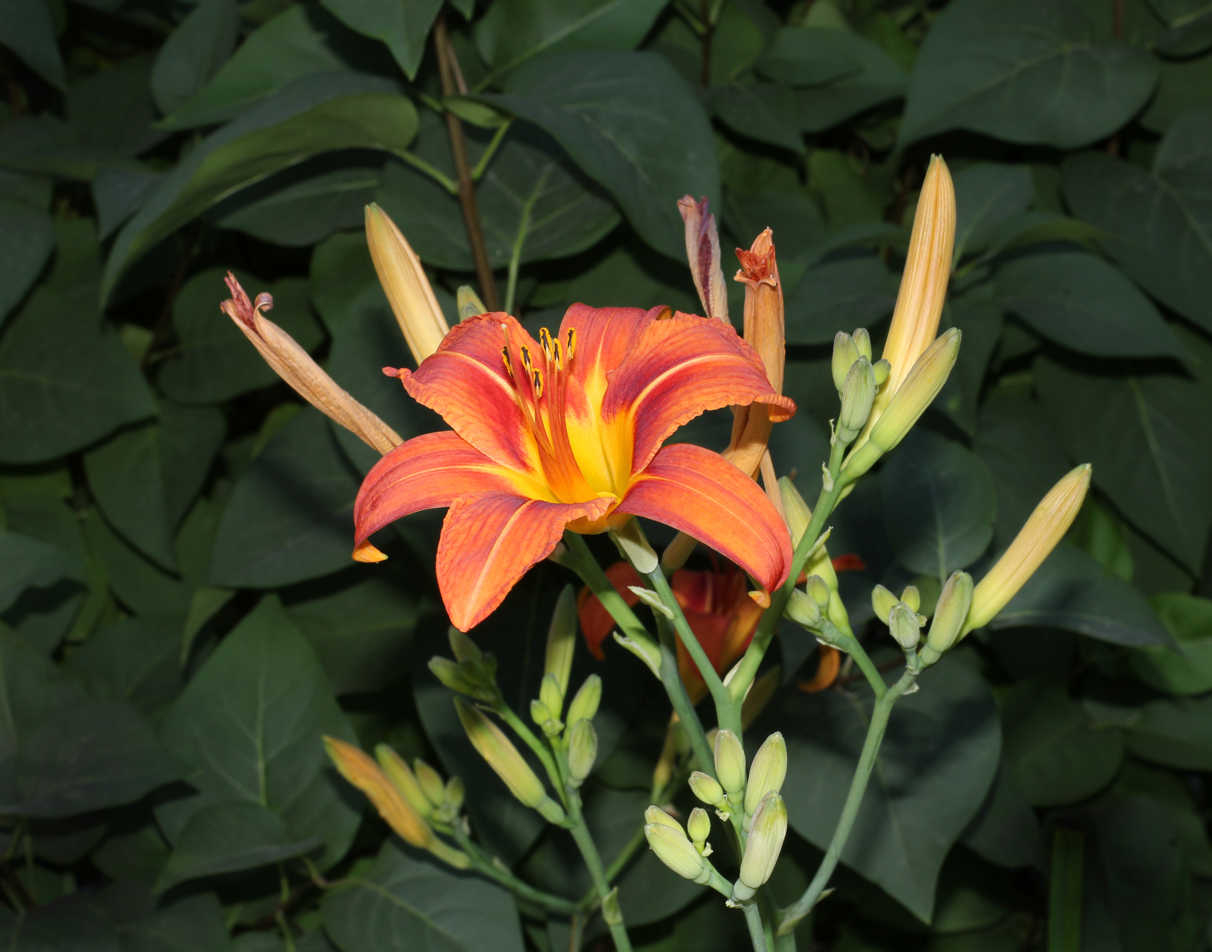 Hemerocallis fulva 2012 G1