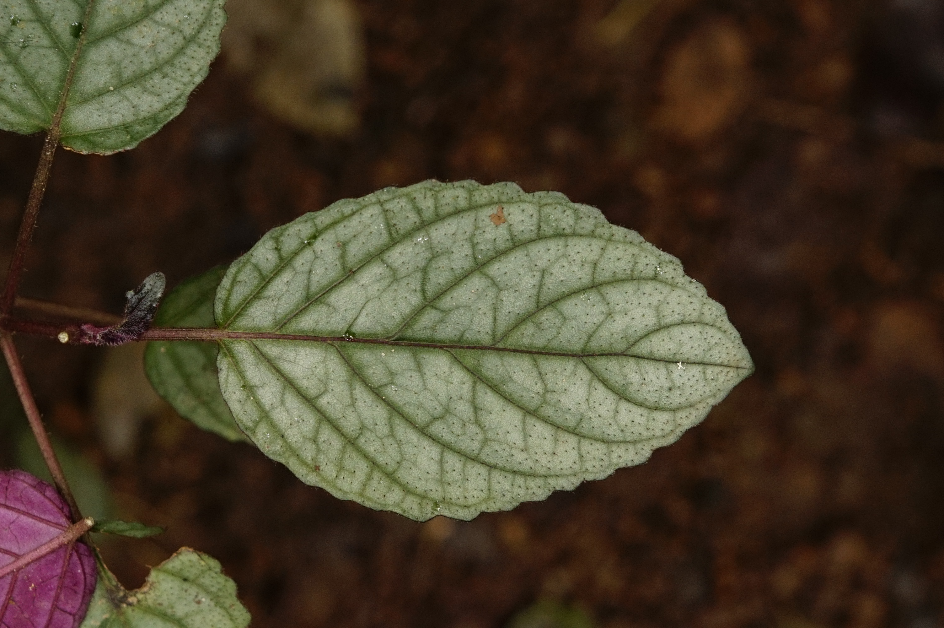 Hemigraphis colorata 3595