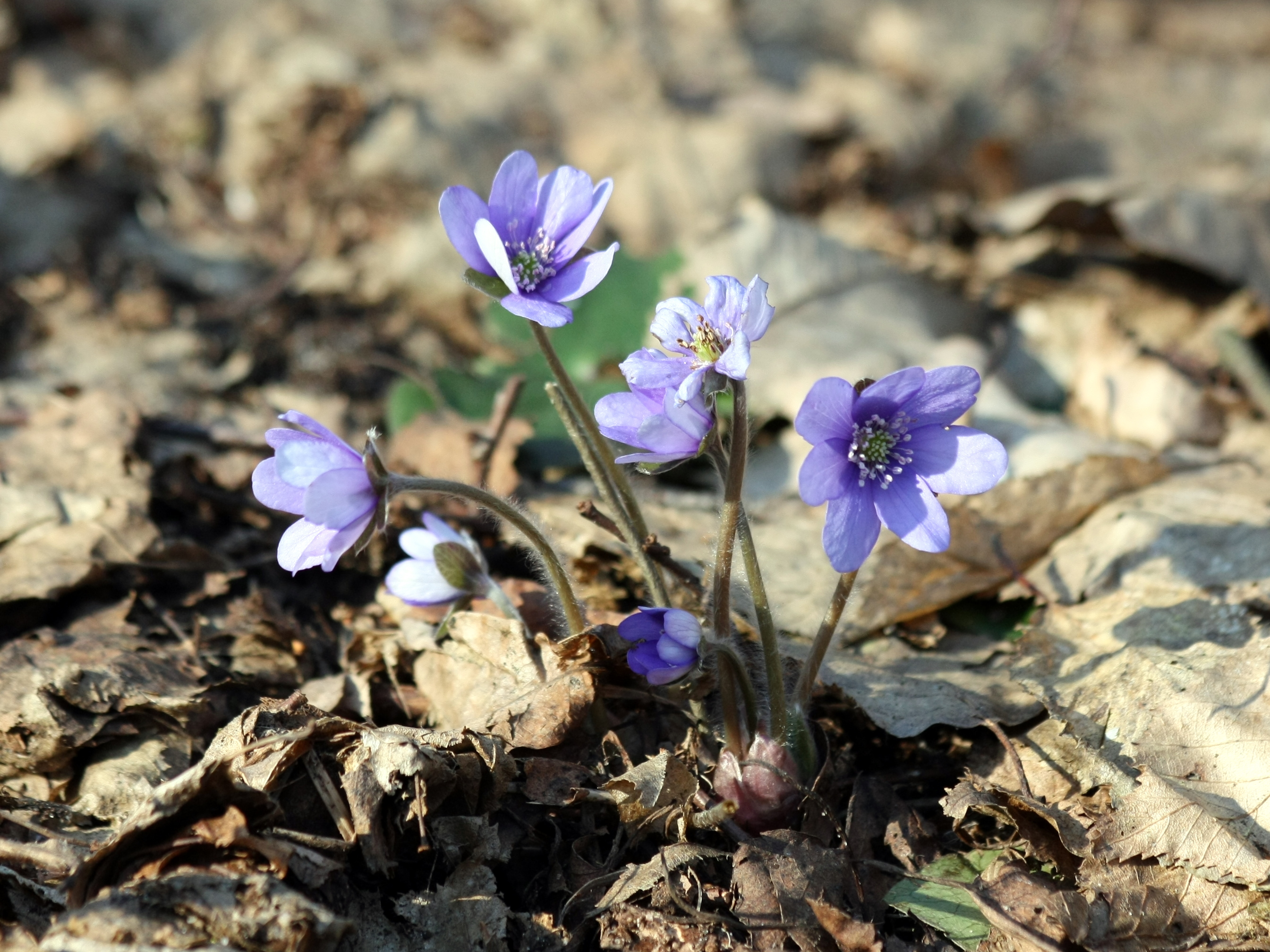 Hepatica nobilis on leaves