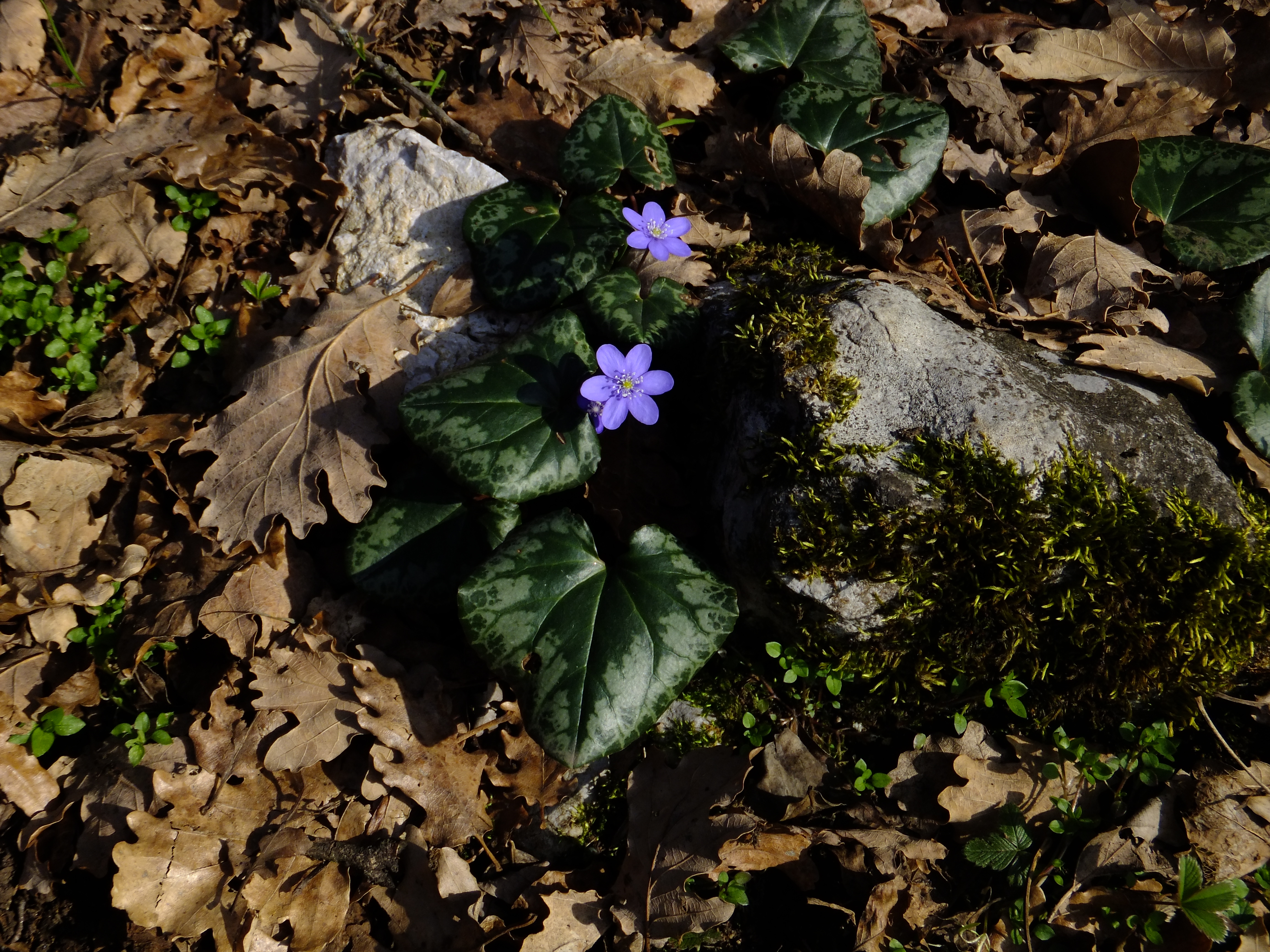 Hepatica nobilis Trento 04