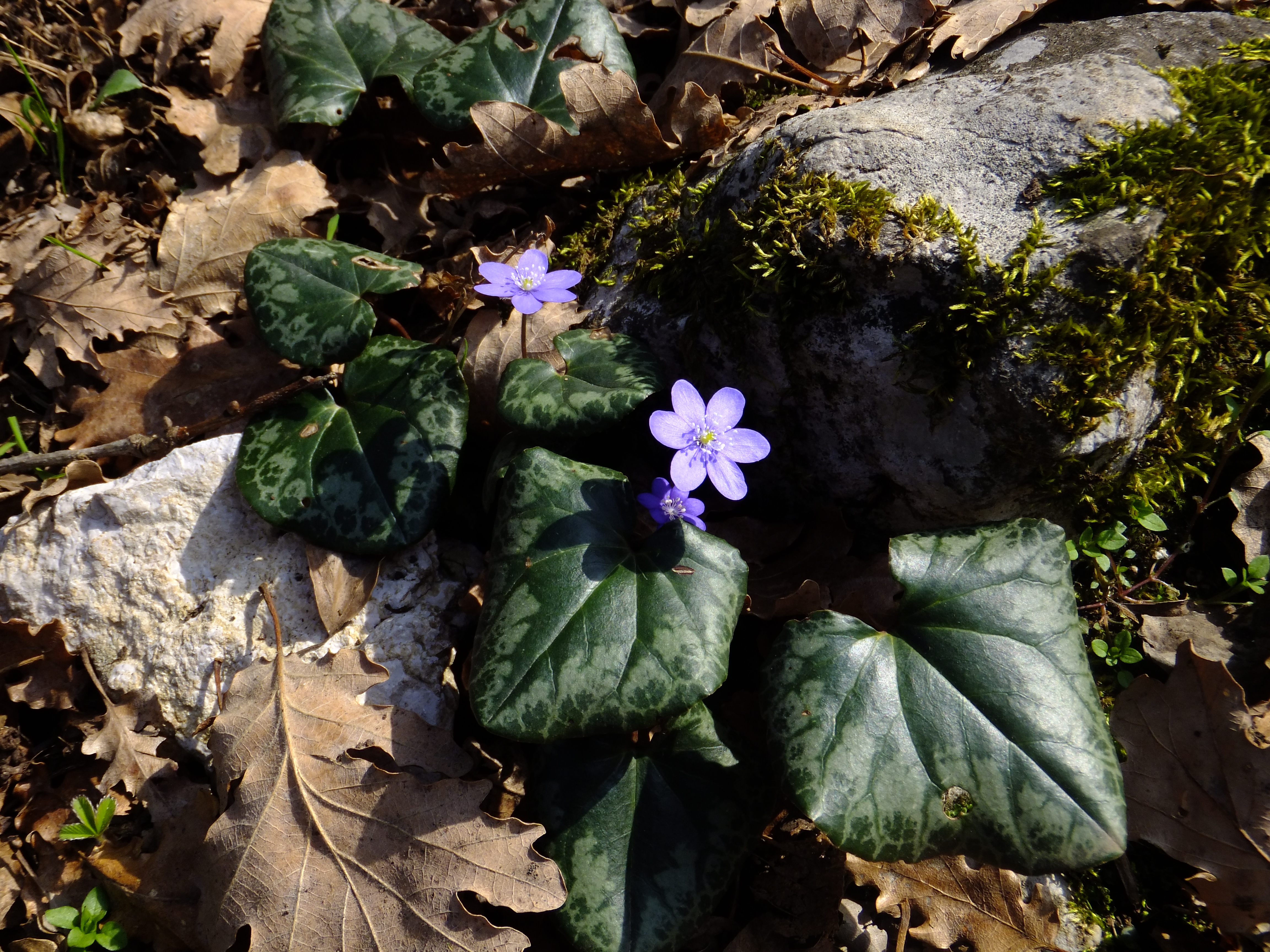 Hepatica nobilis Trento 06
