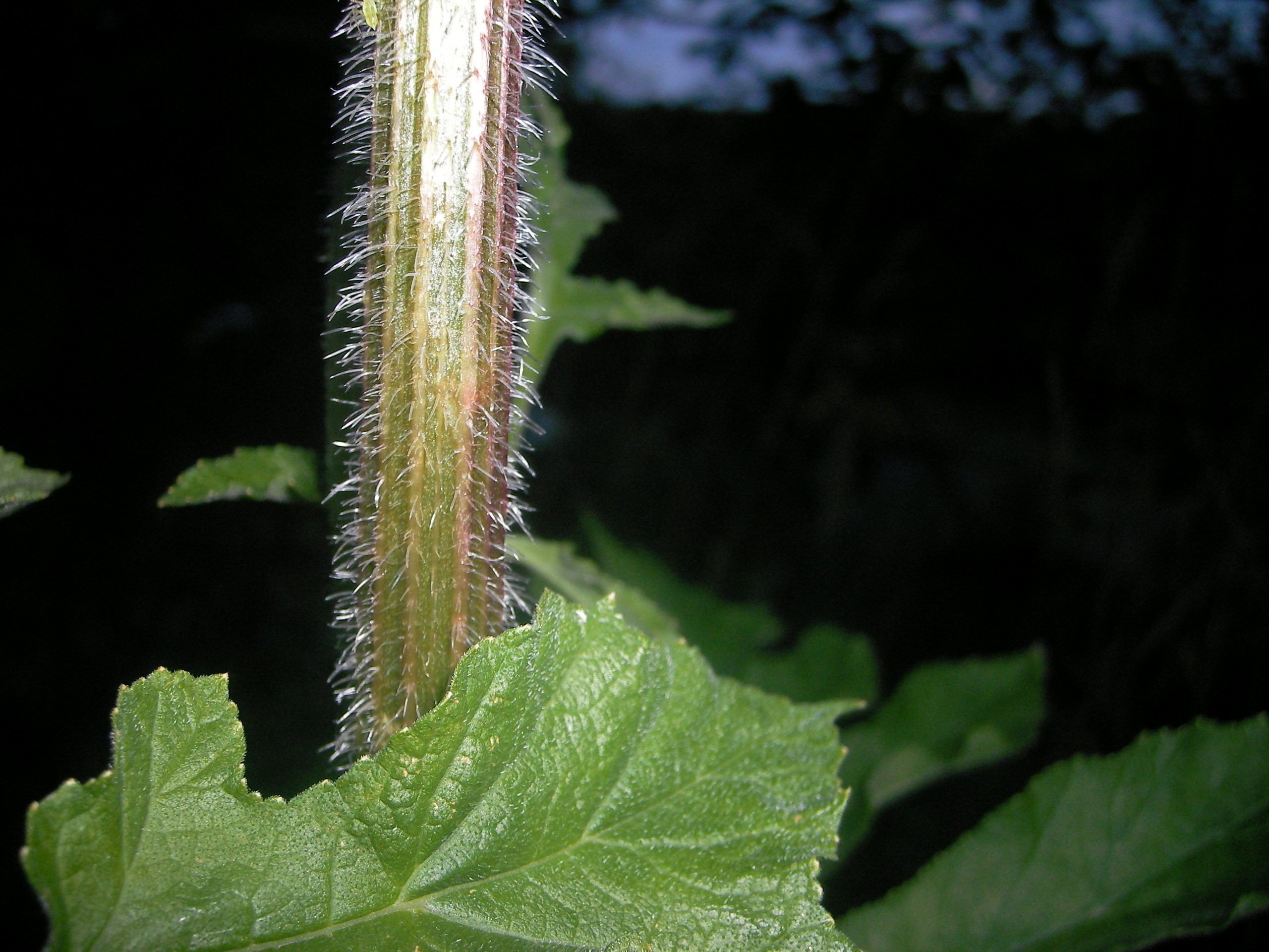 Heracleum-sphondylium080