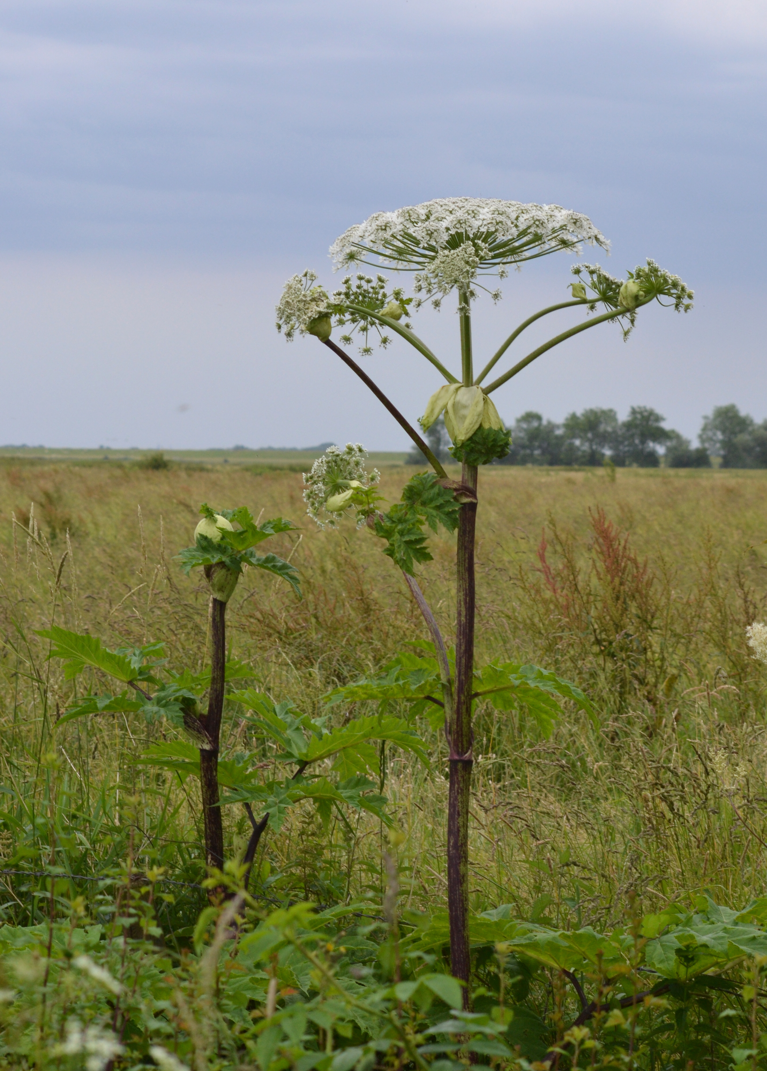 Heracleum mantegazzianum 05-1