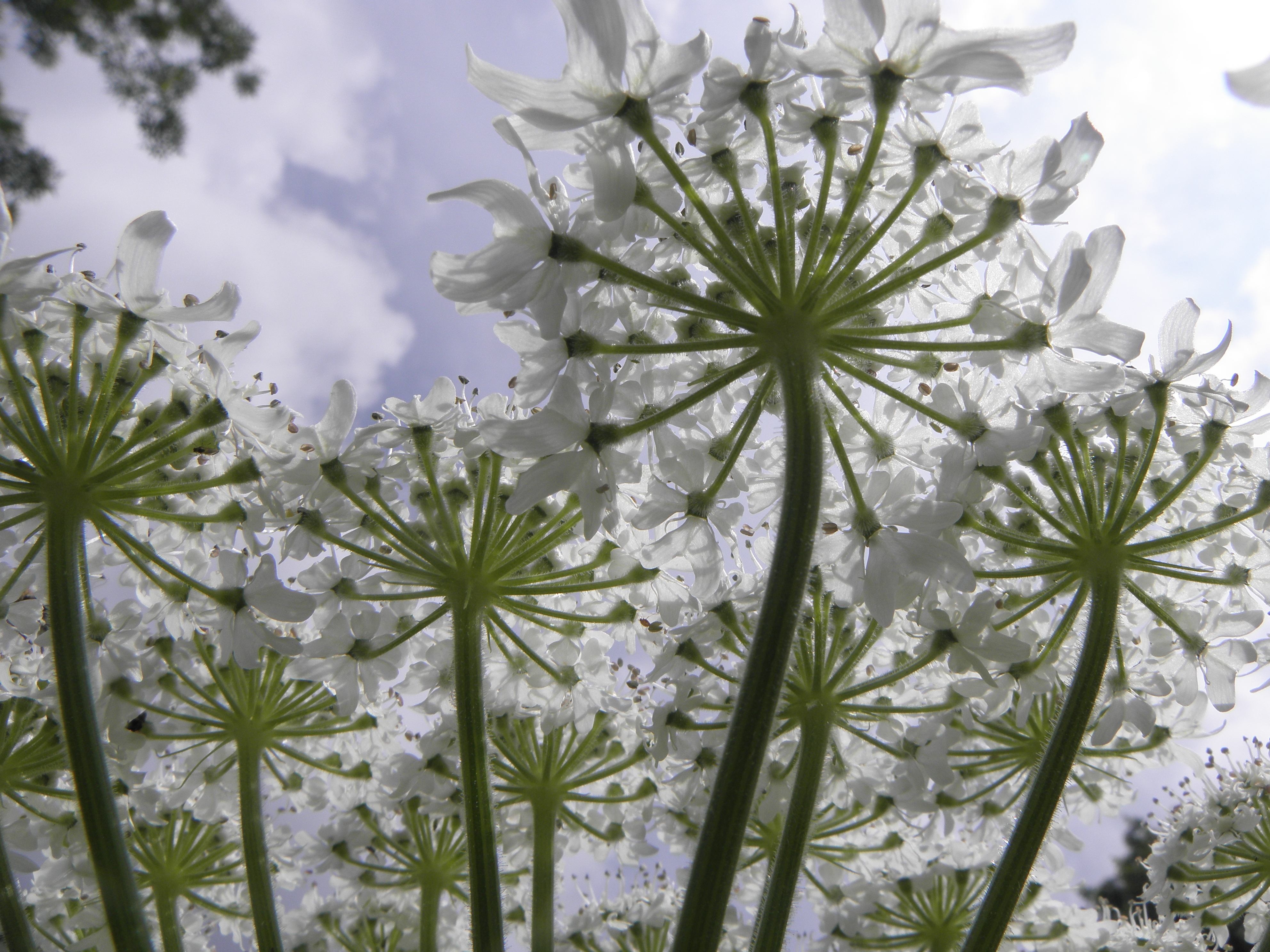 Heracleum mantegazzianum R.H. 02