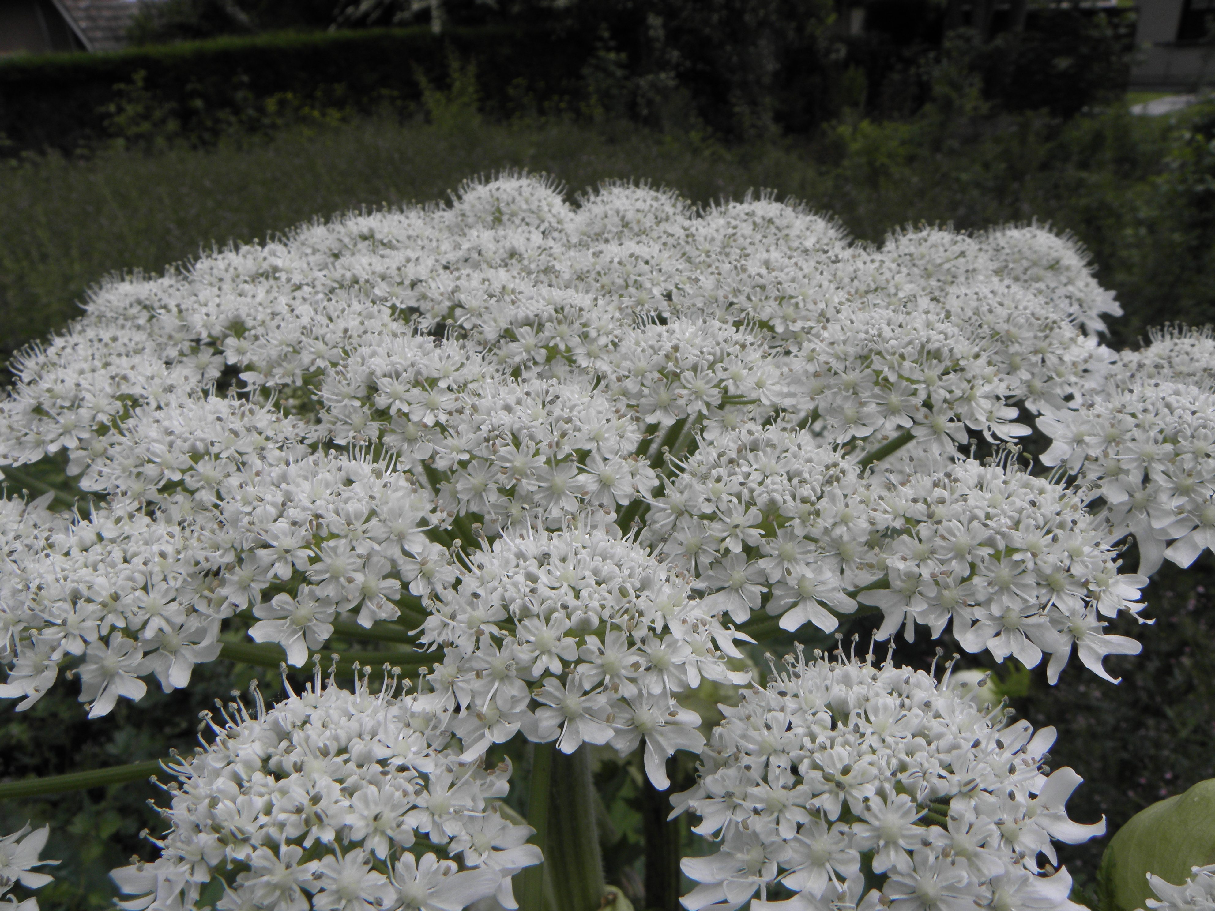 Heracleum mantegazzianum R.H. 04