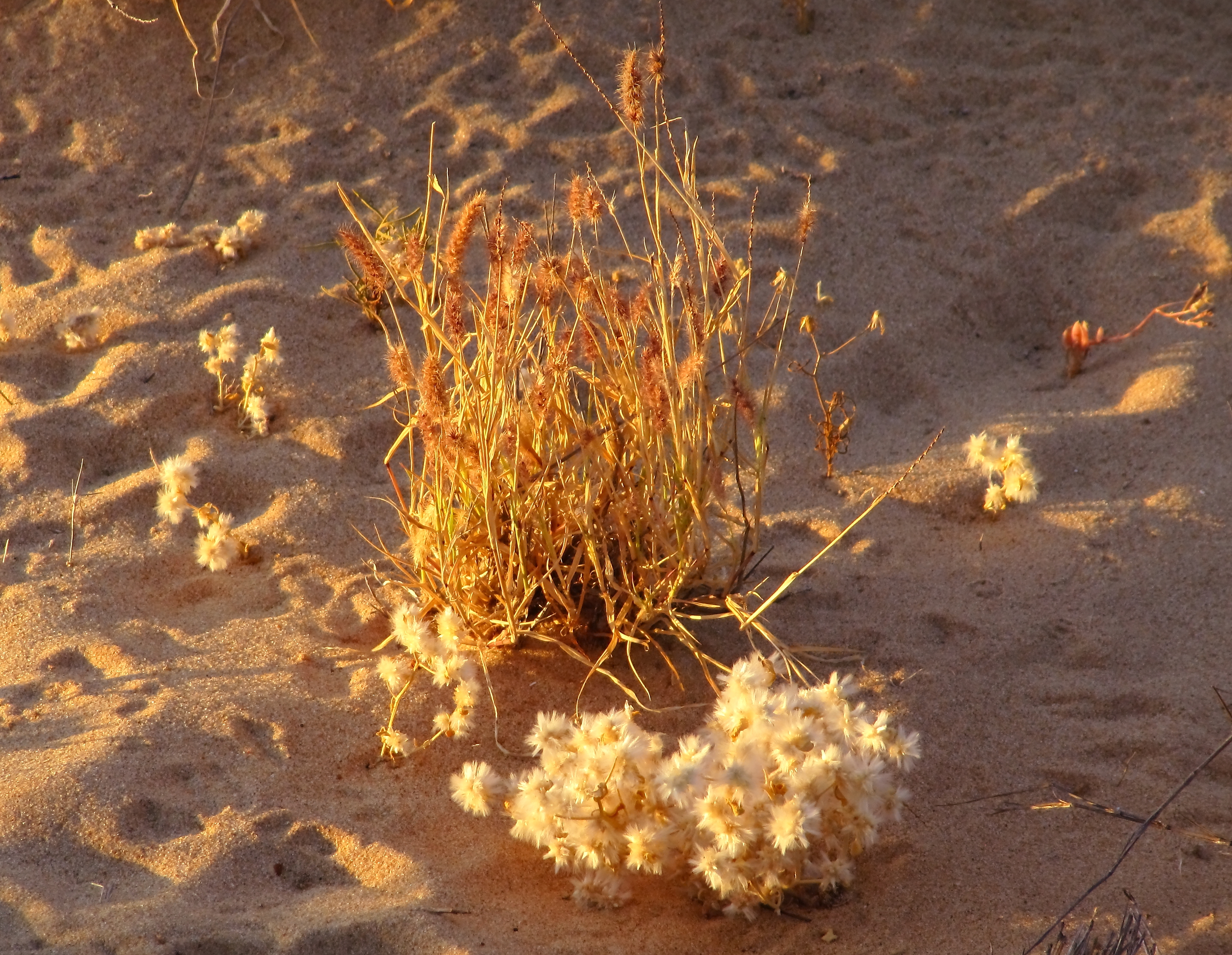 Herbes sur la plage Western Australia