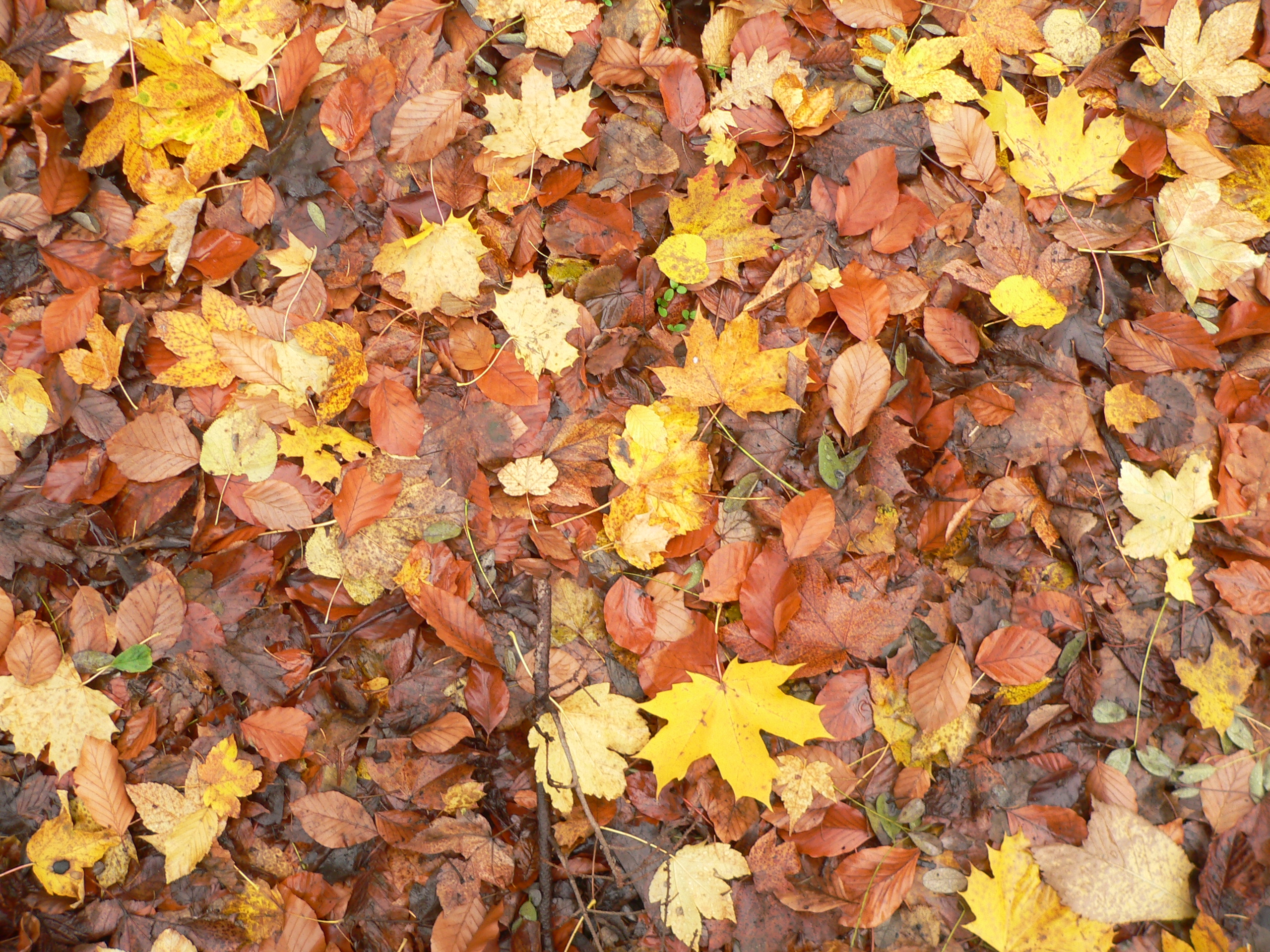 Herbst-ebw-5