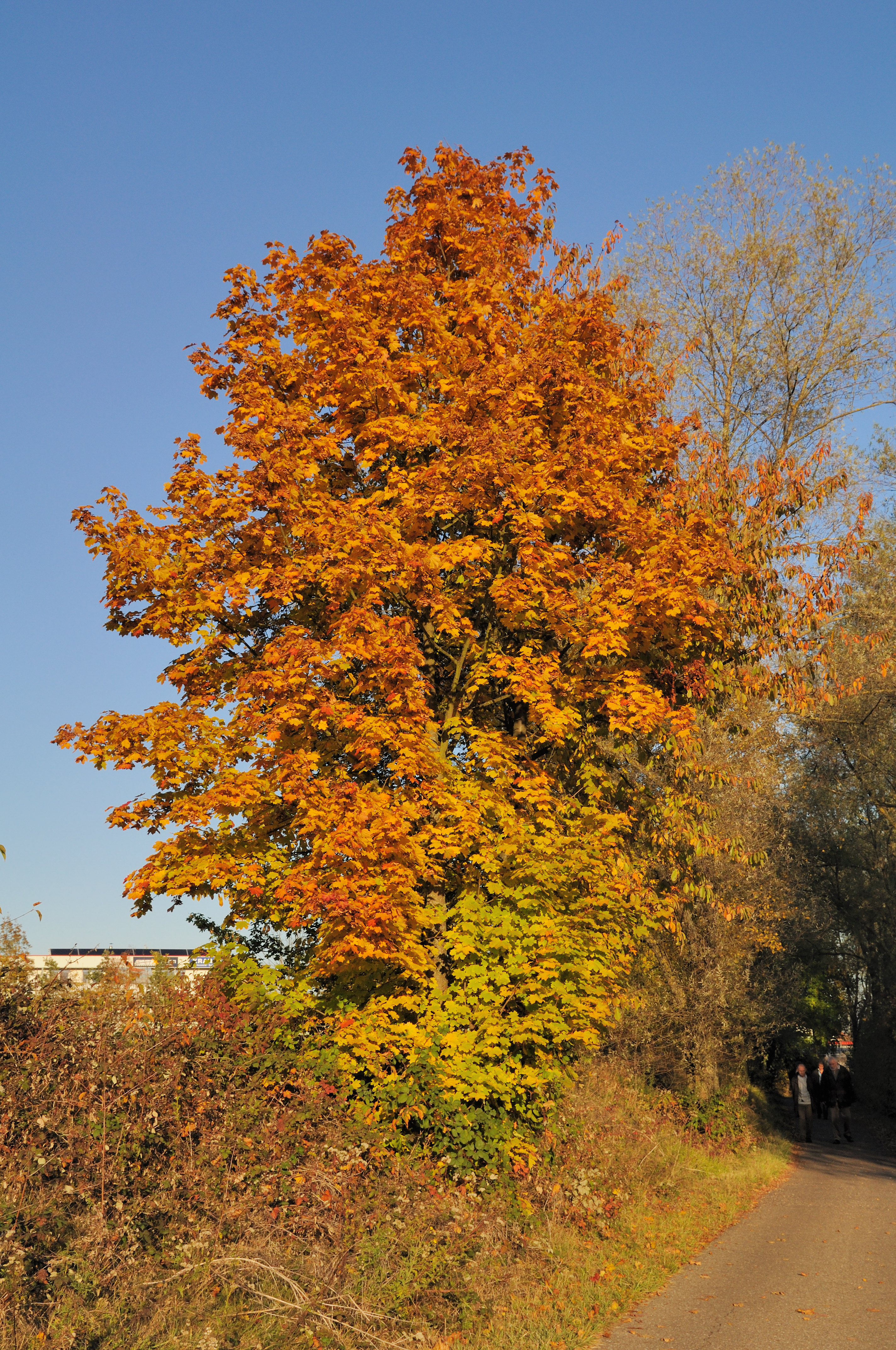 Herbstlicher Baum