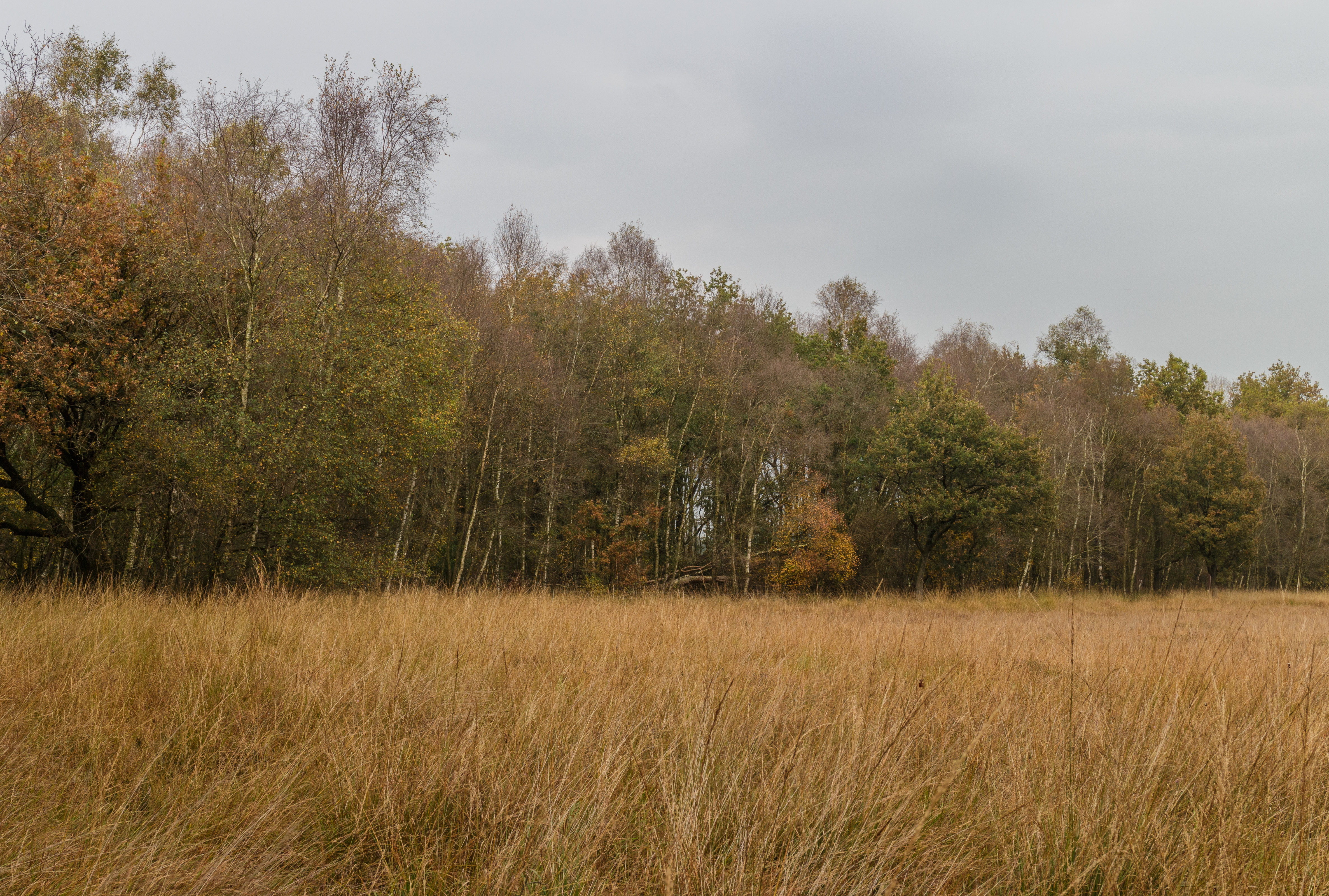 Herfstwandeling door het Wijnjeterper Schar 007