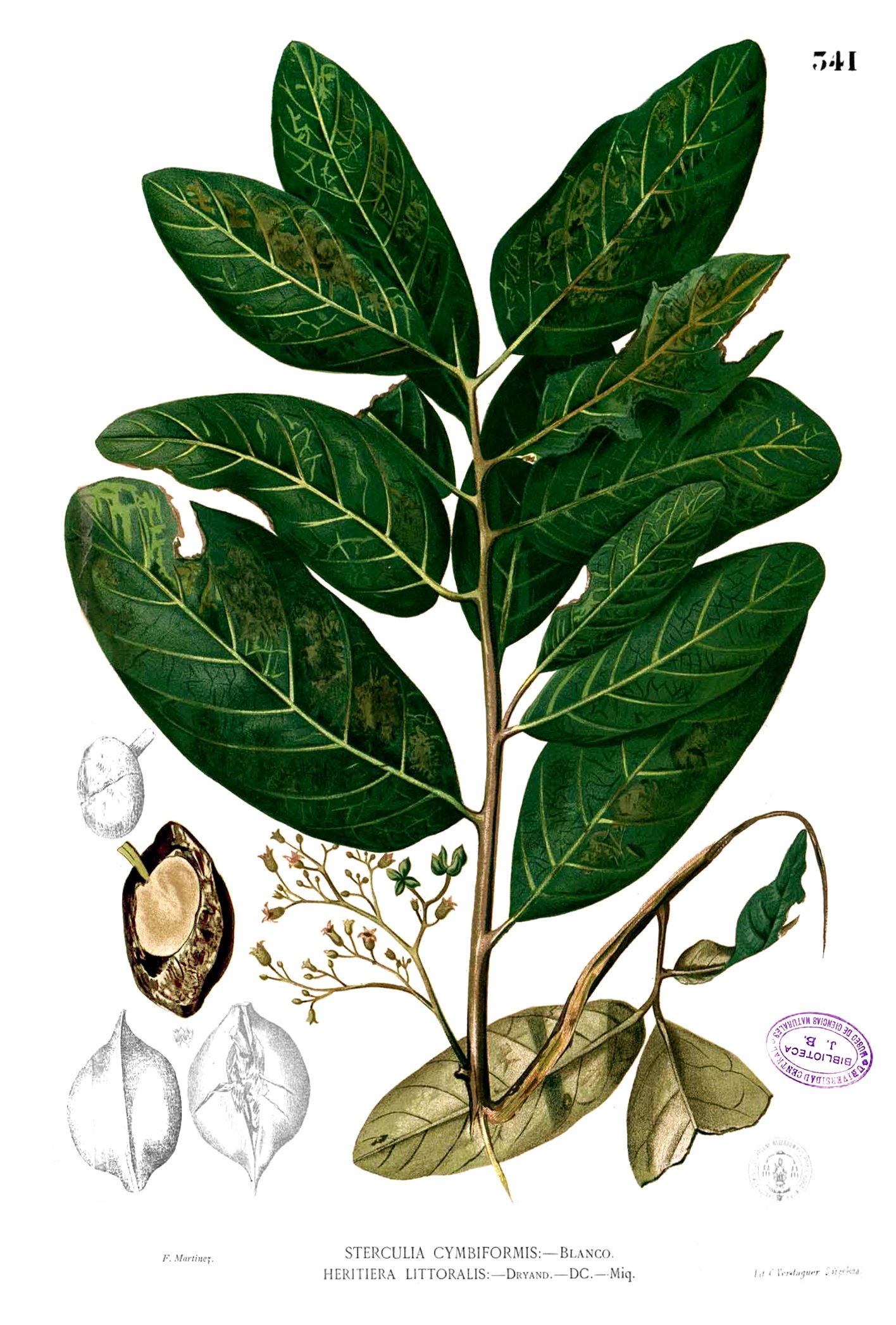 Heritiera littoralis Blanco2.341