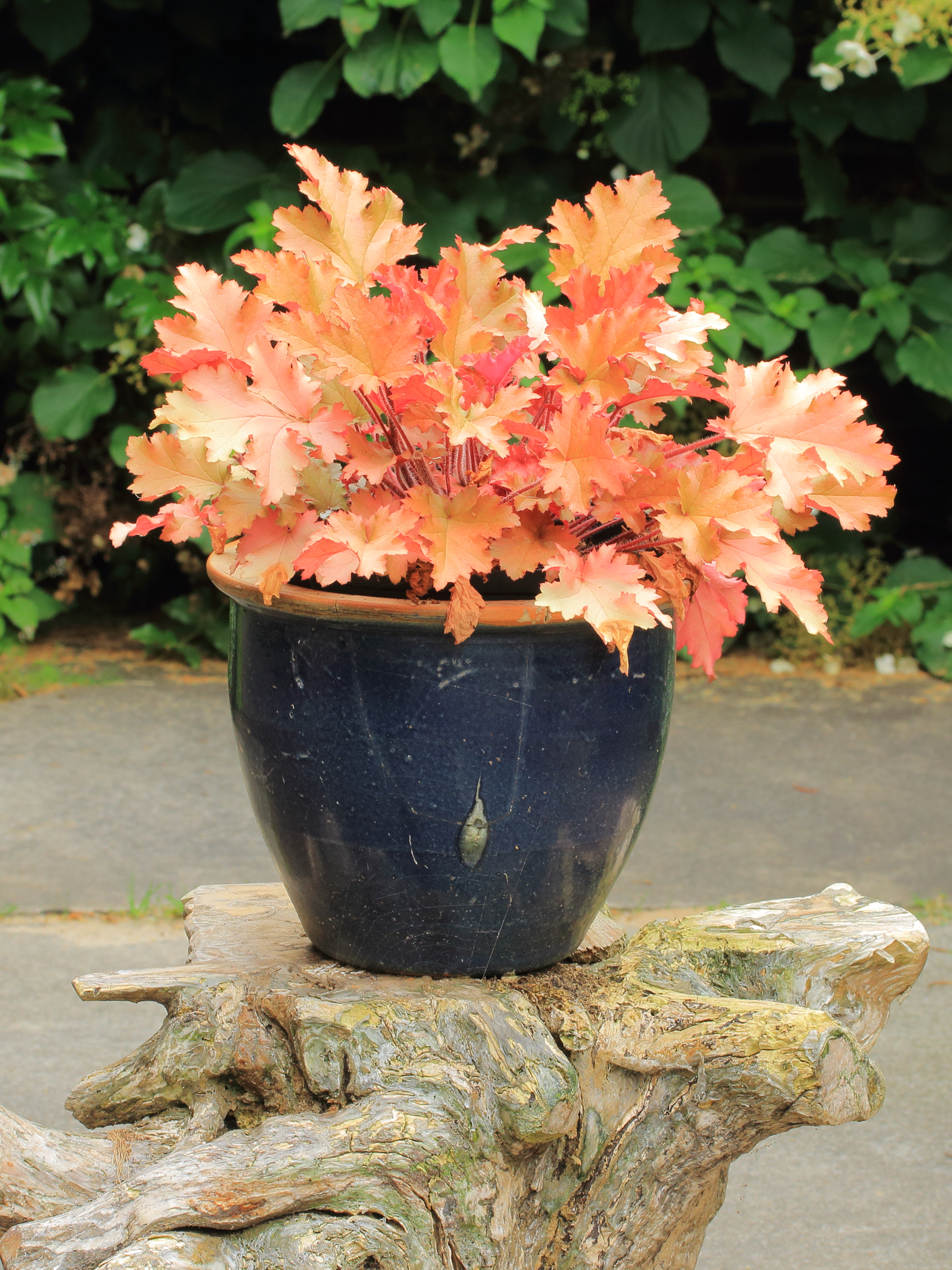 Heuchera marmalade 02