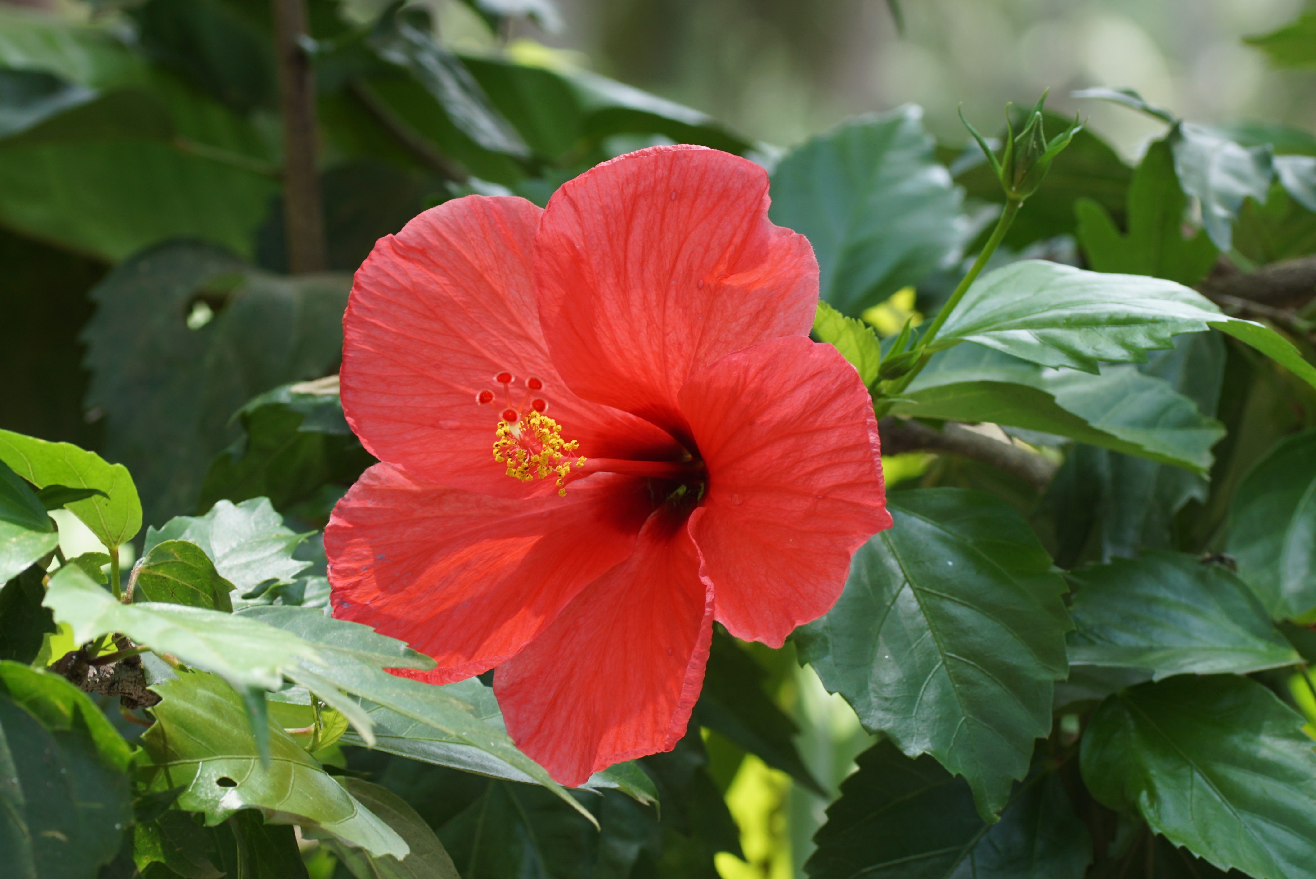 Hibiscus 00526
