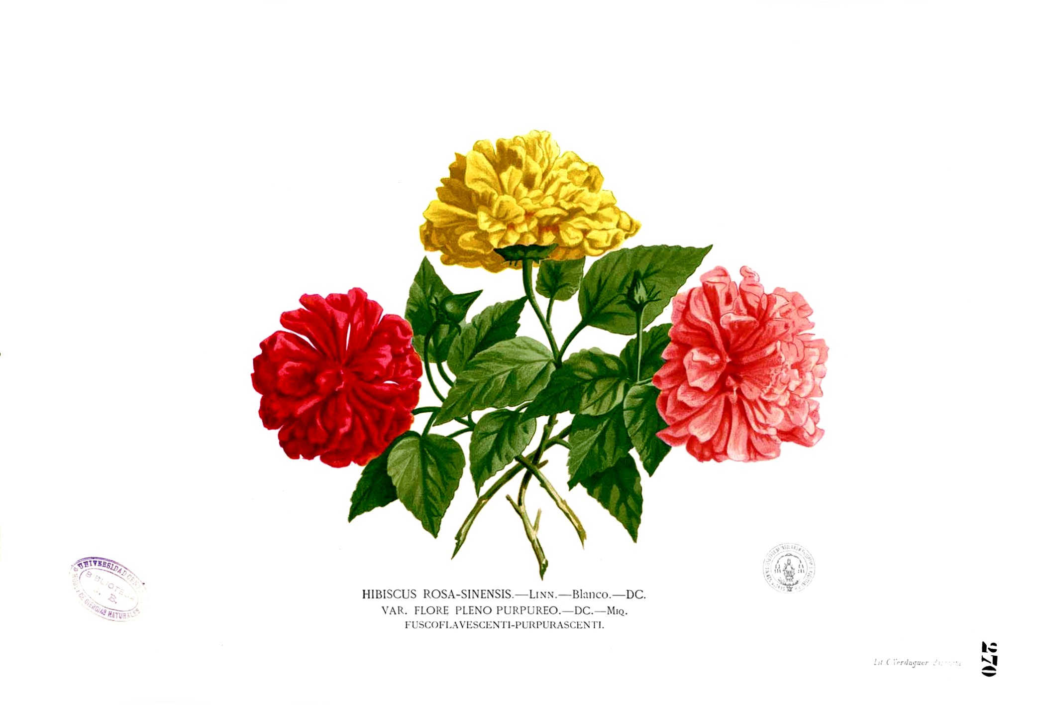 Hibiscus rosa-sinensis Blanco2.270