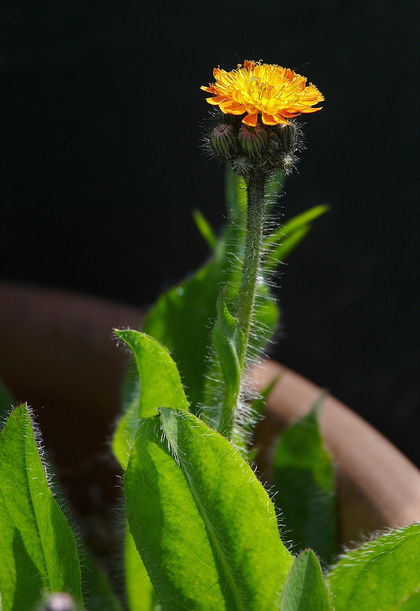 Hieracium aurantiacum A