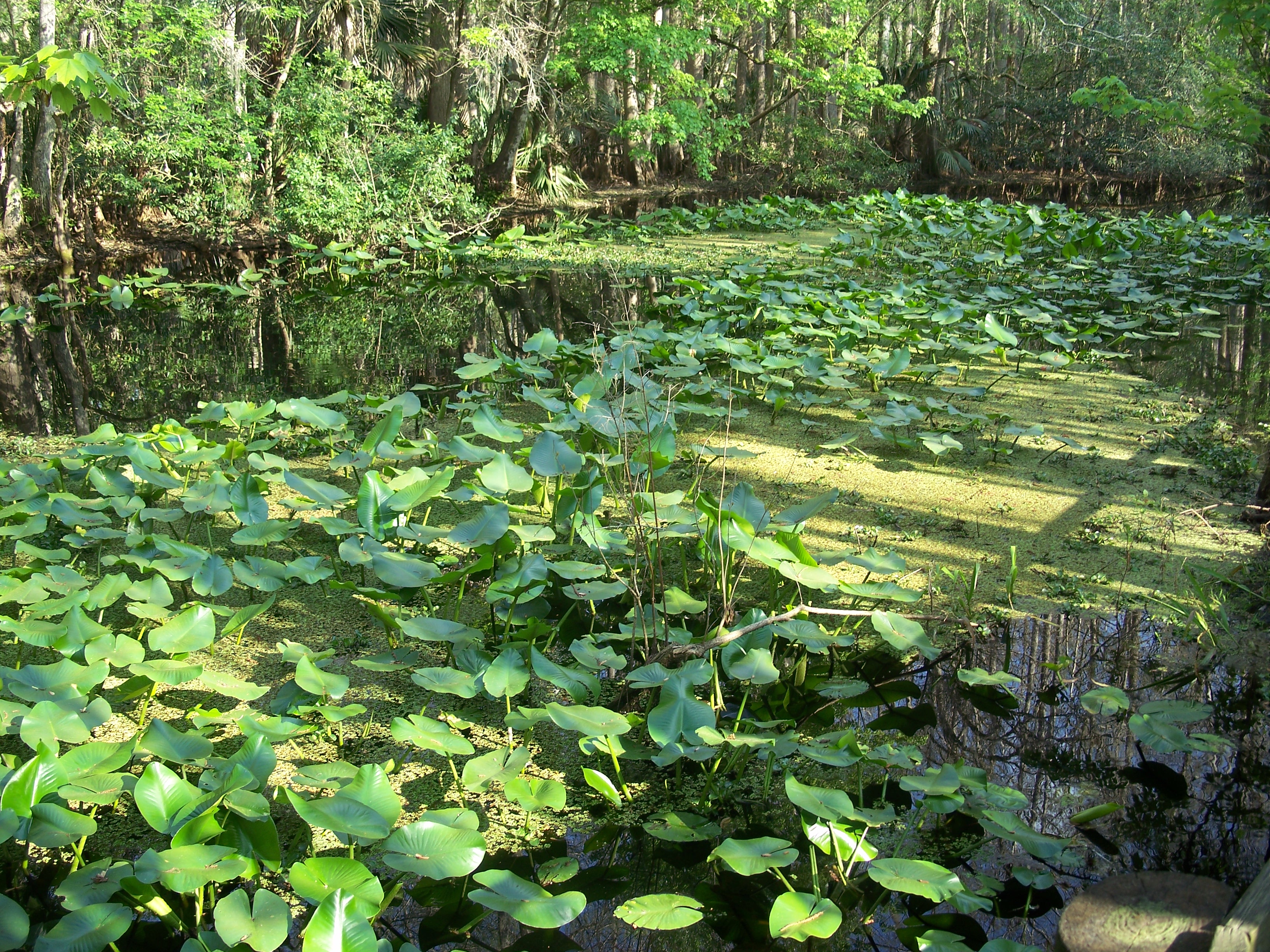 Highland Hammocks SP Swamp Trail swamp03