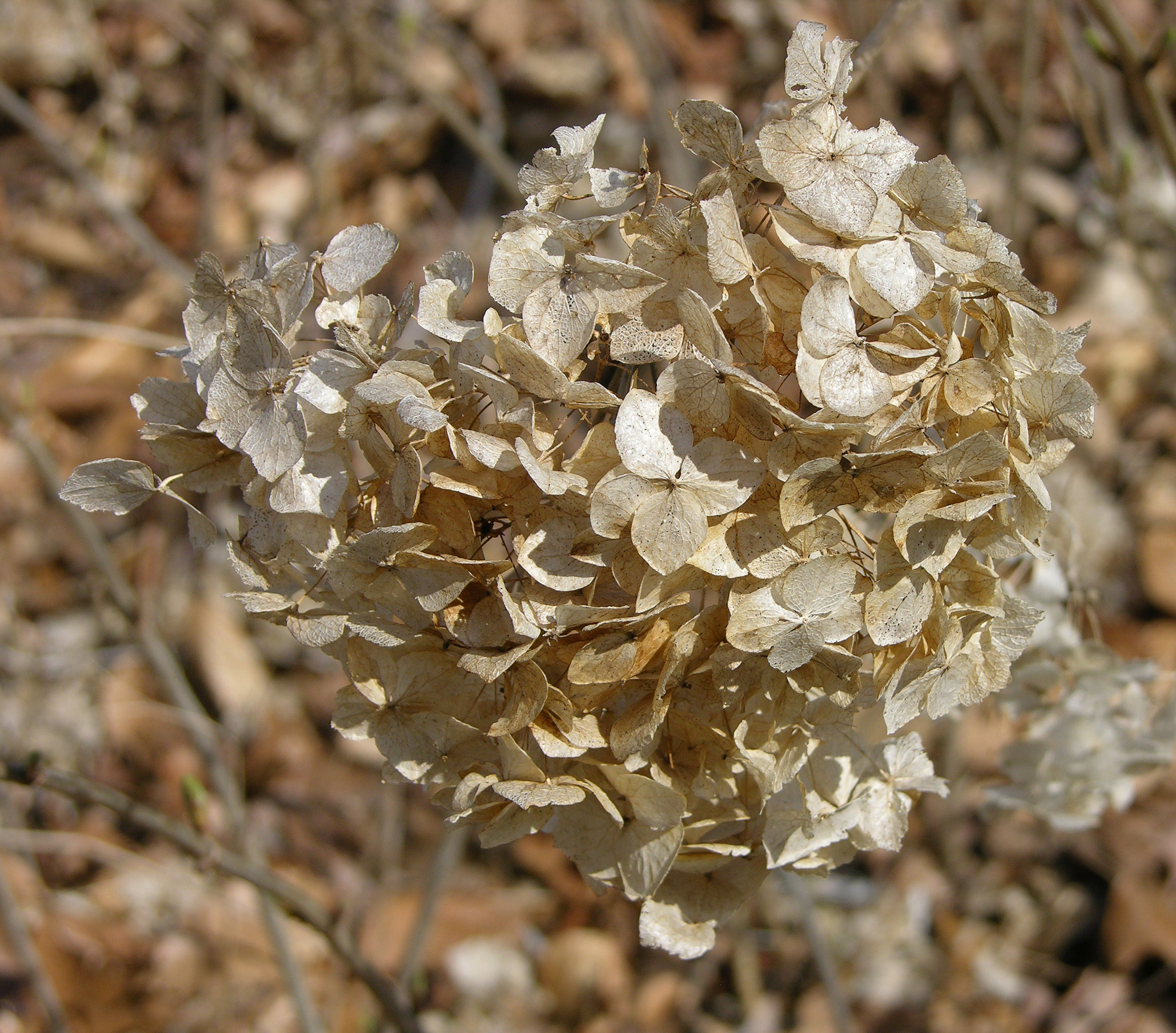 Hills-of-Snow Hydrangea arborescens 'Grandiflora' Flowers 2606px