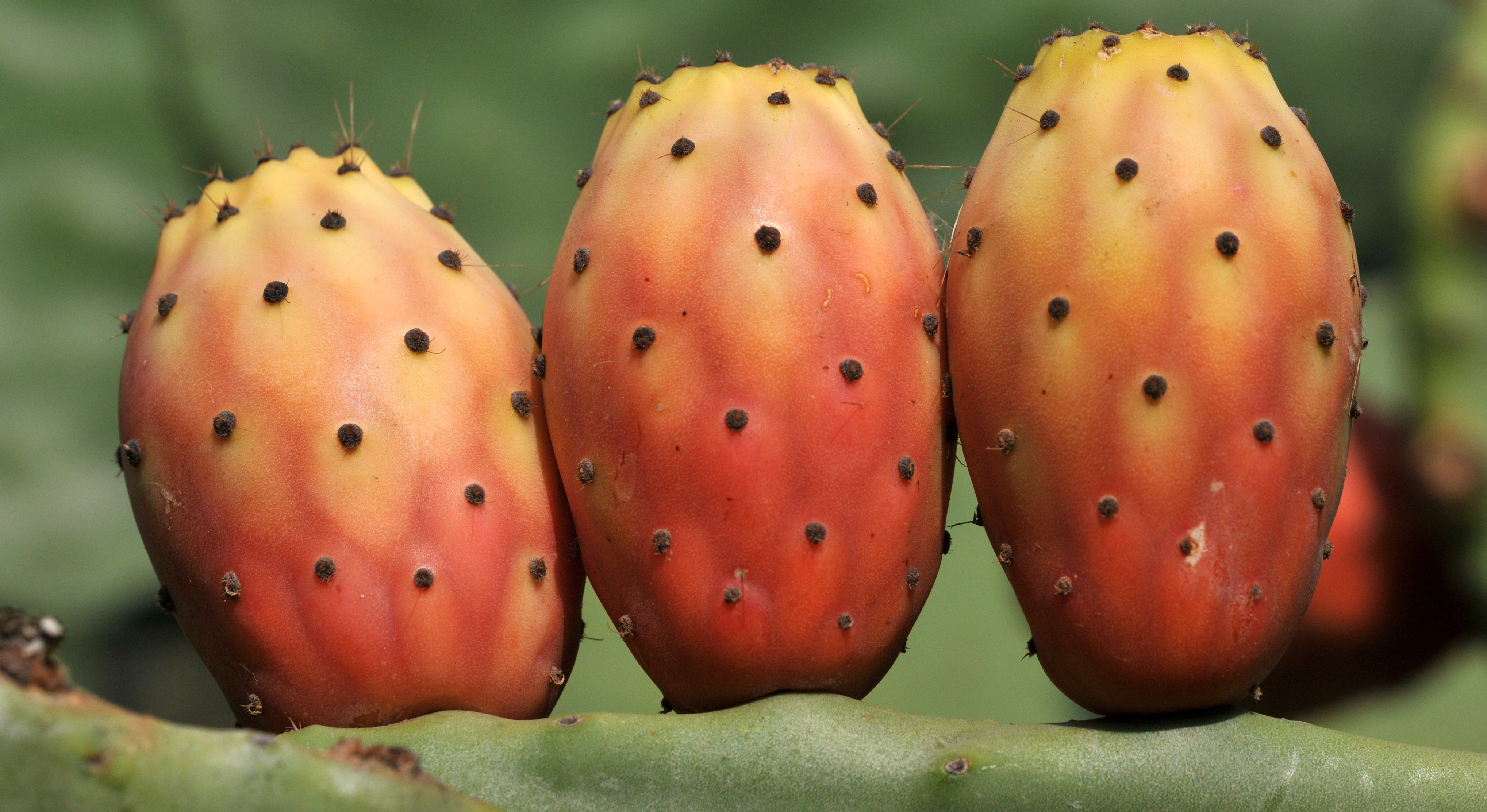 Hint inciri - Indian fig - Opuntia ficus-indica 02