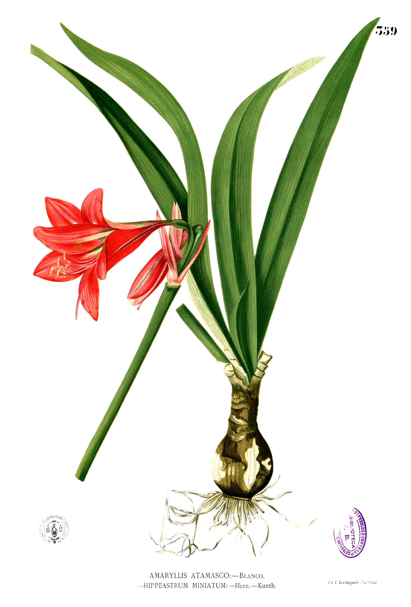 Hippeastrum miniatum Blanco2.359