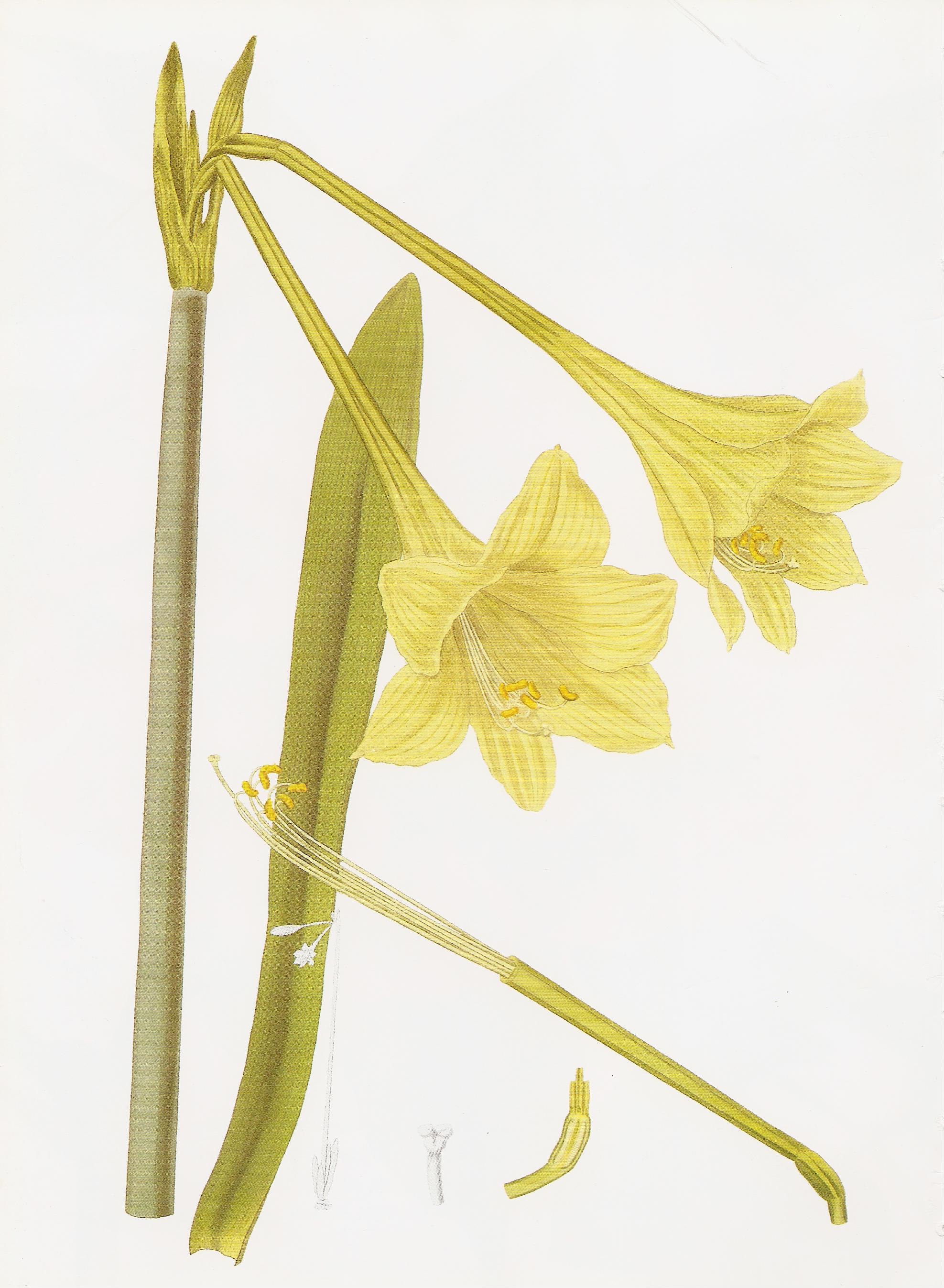 Hippeastrum solandreaflorum RHS