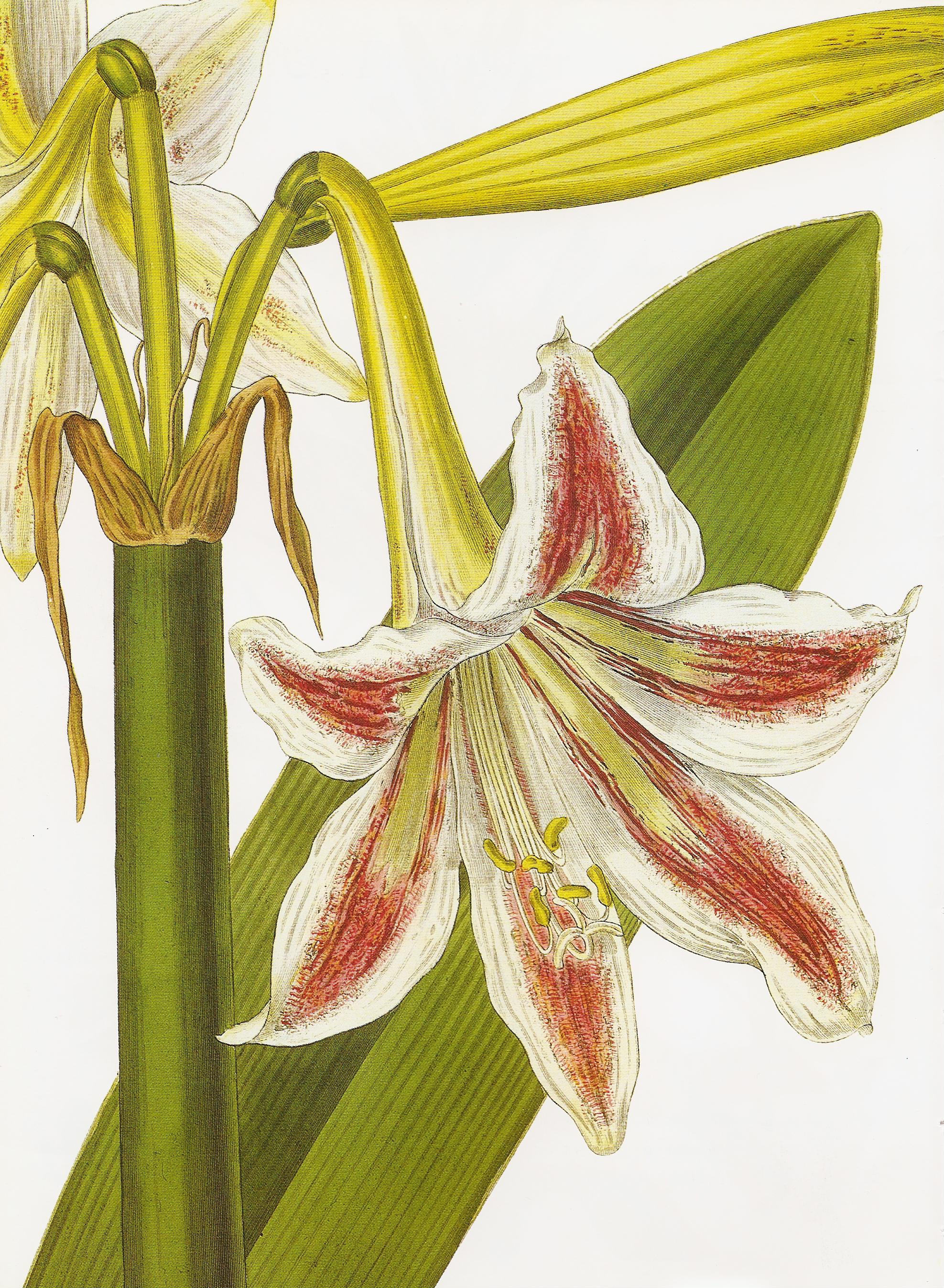 Hippeastrum vittatum RHS