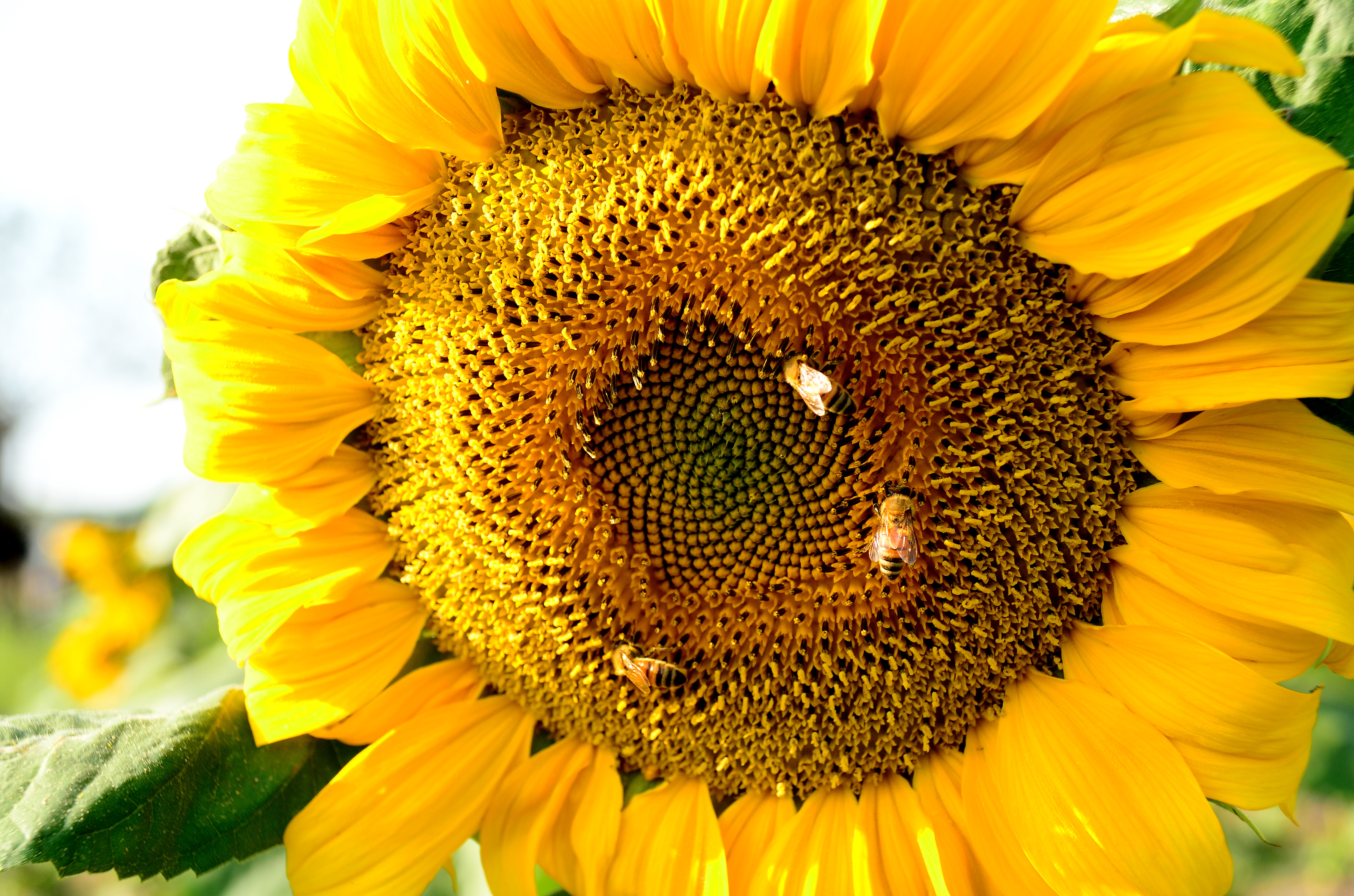Honeybees on a sunflower