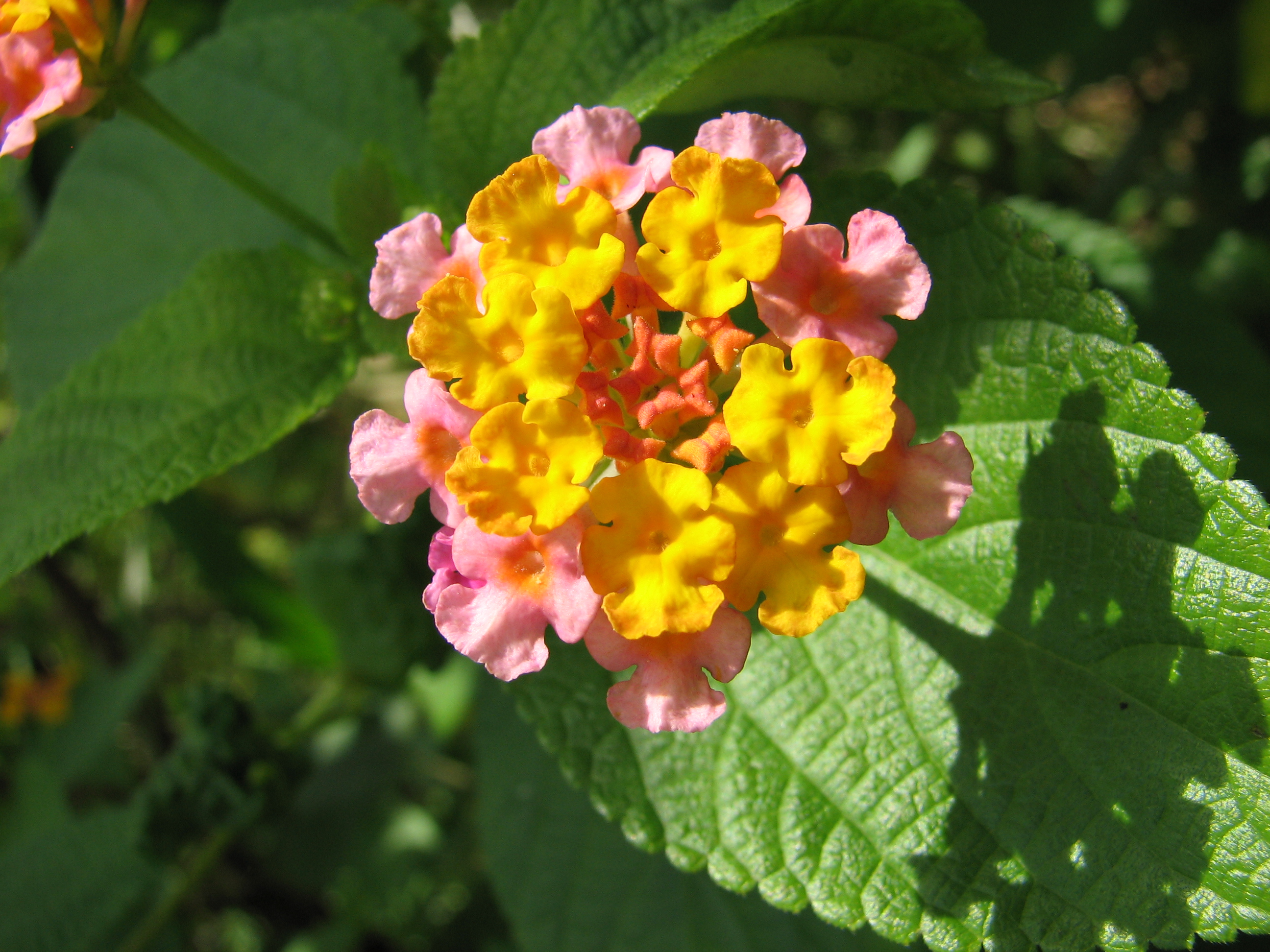 Hongkong Blume01
