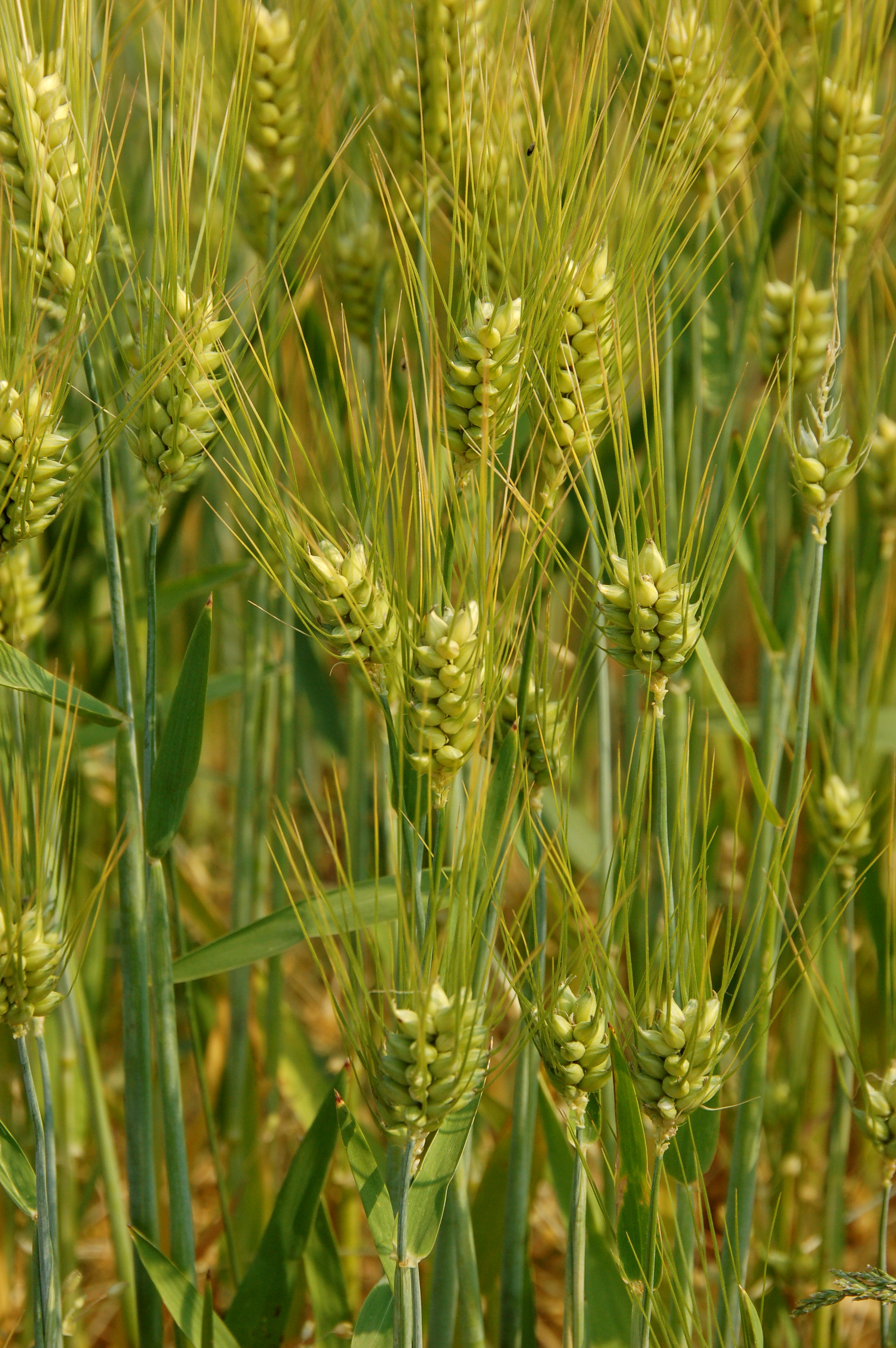 Hordeum vulgare in Lancaster, PA-002