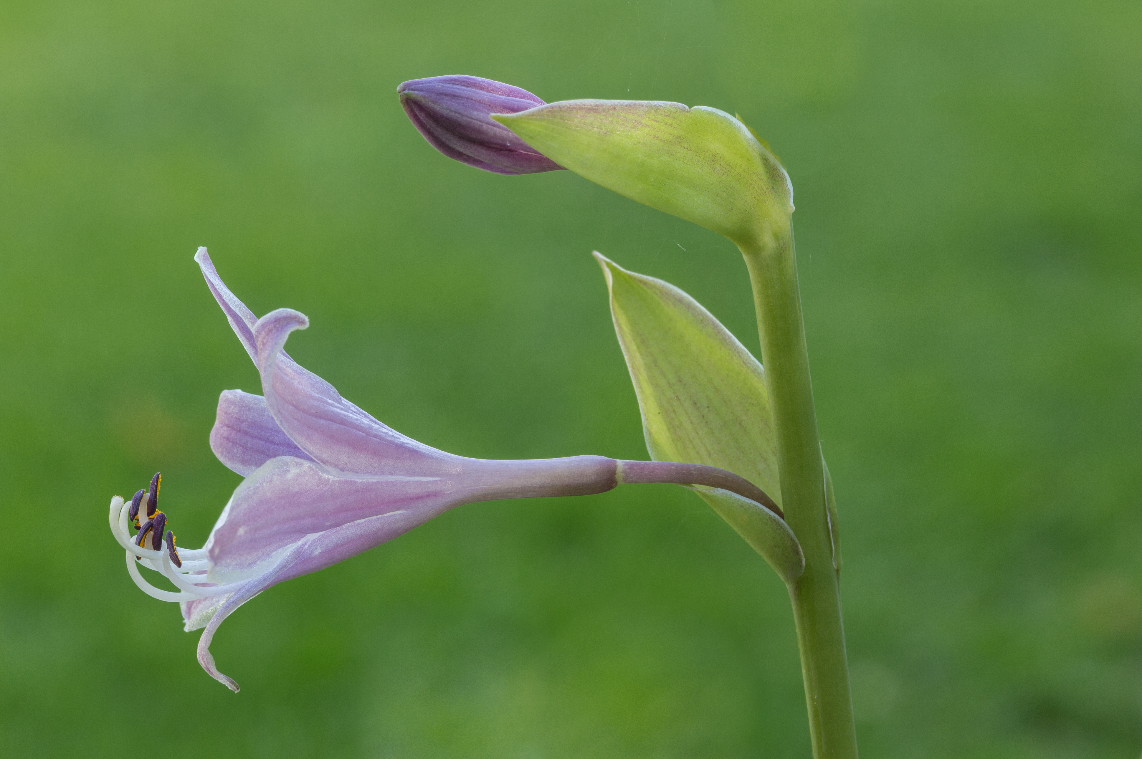 Hosta 'Grand Slam'. (d.j.b.)